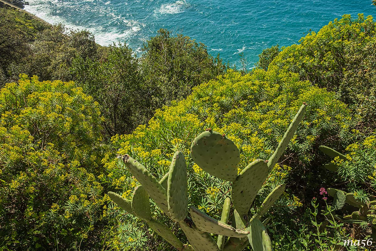 Sentiero Corniglia - Vernazza