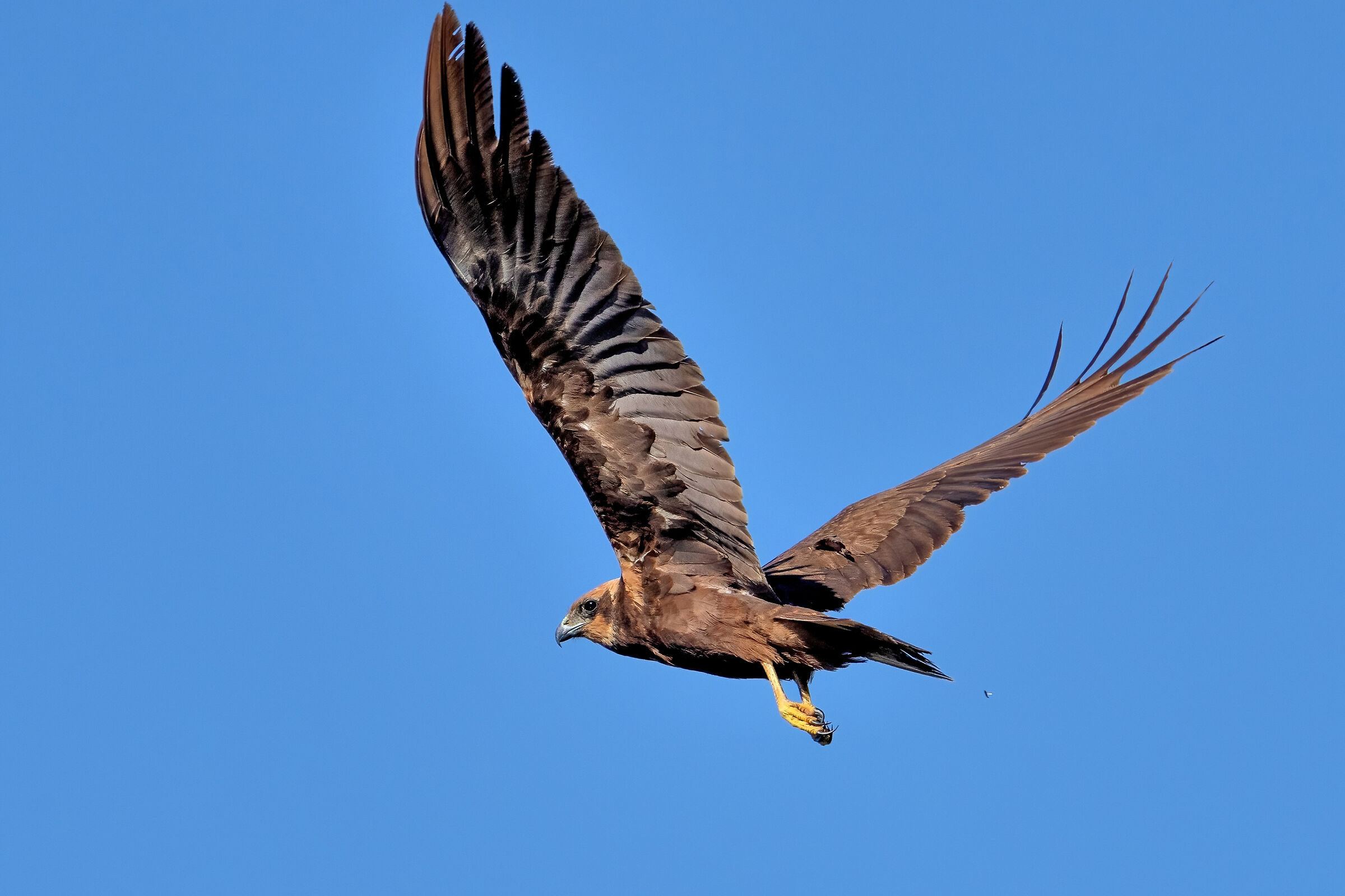 Marsh harrier (Circus aeruginosus)