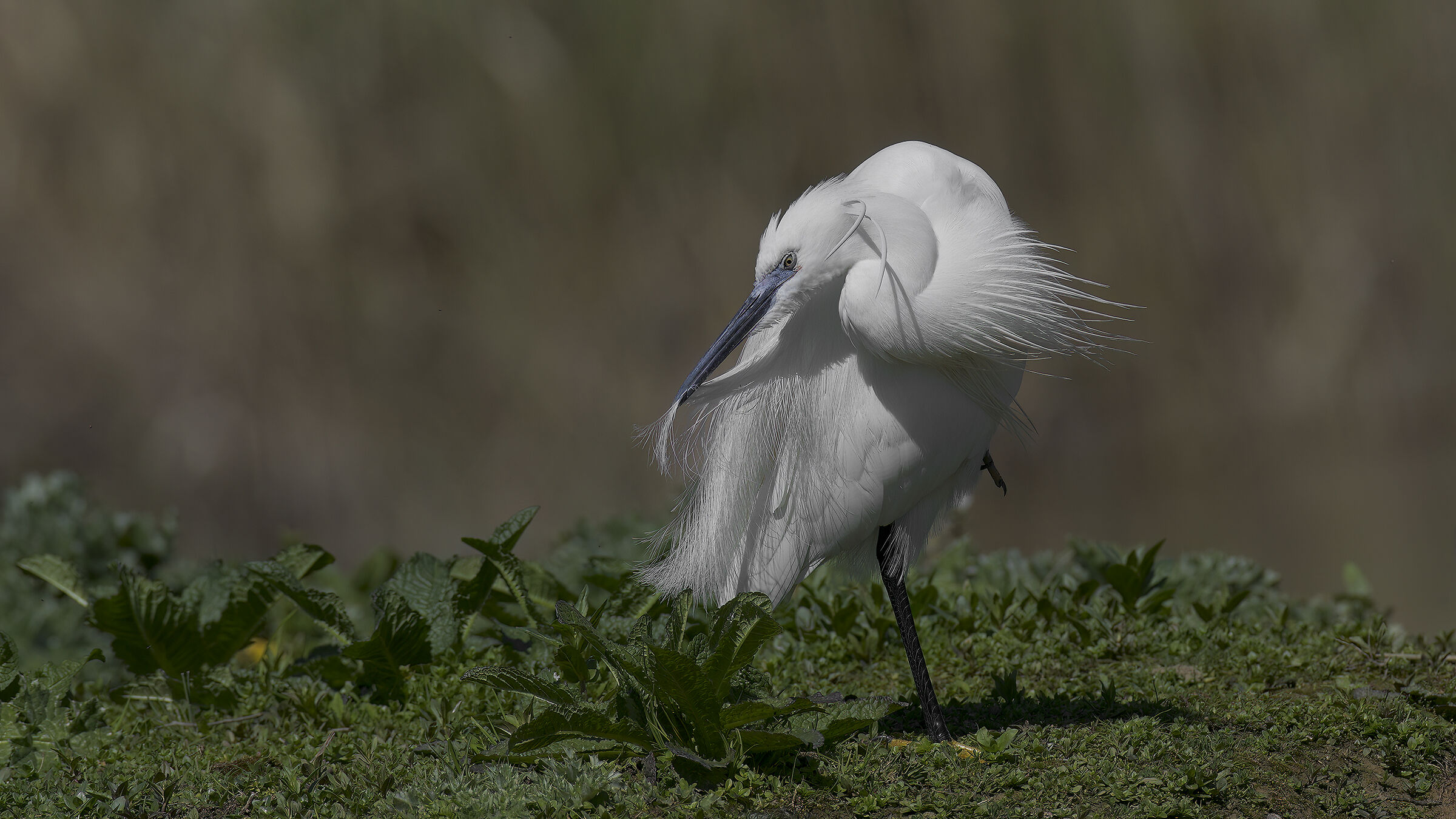 garzetta  in luce forte
