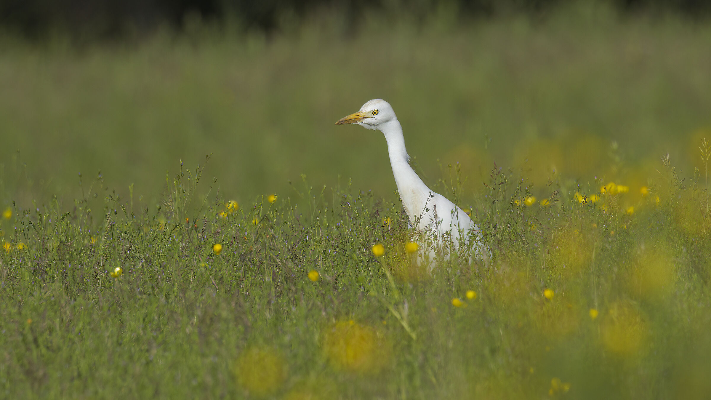guardabuoi ambientato