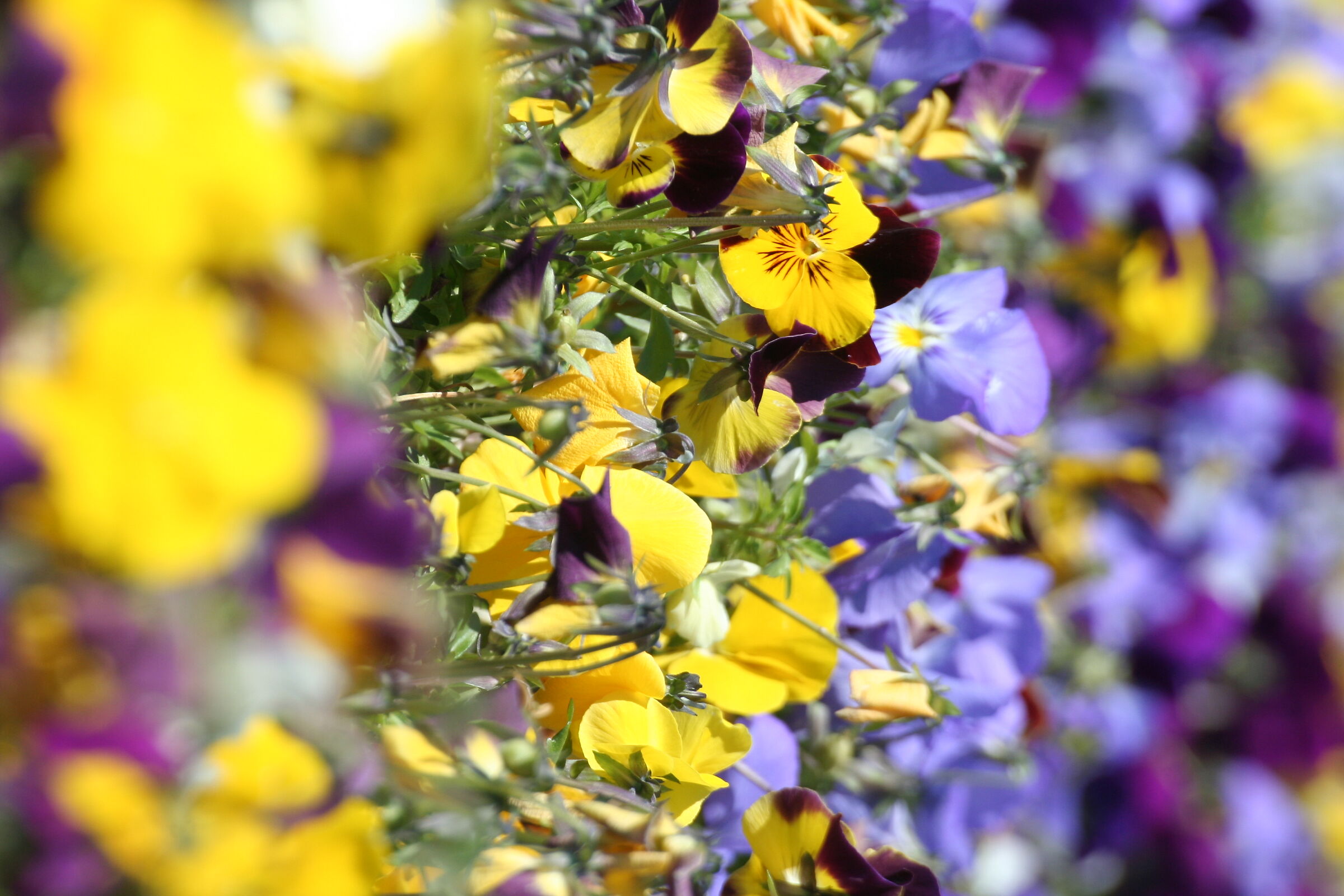 Viole a Sirmione