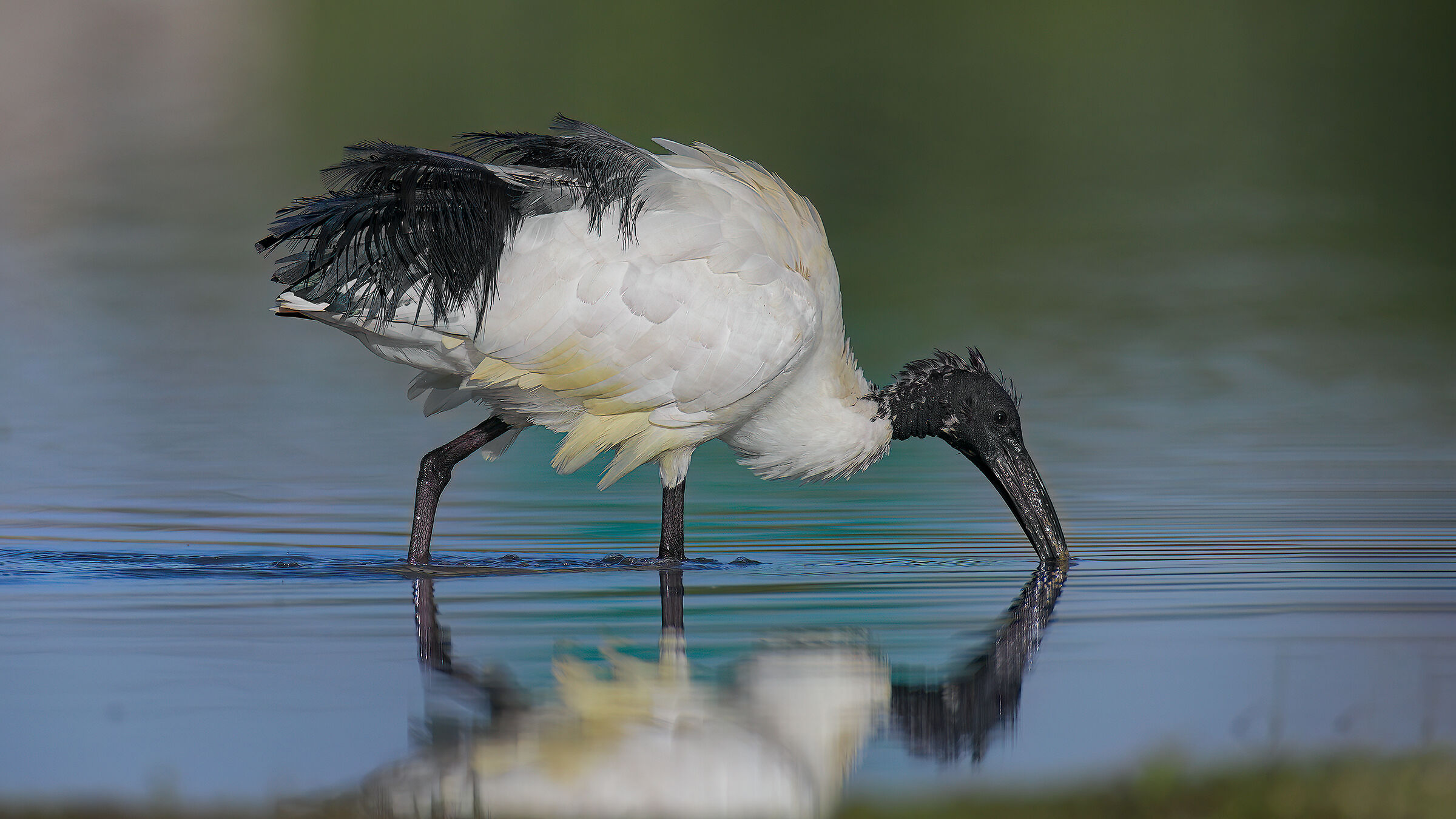 Focale spinta 1200mm