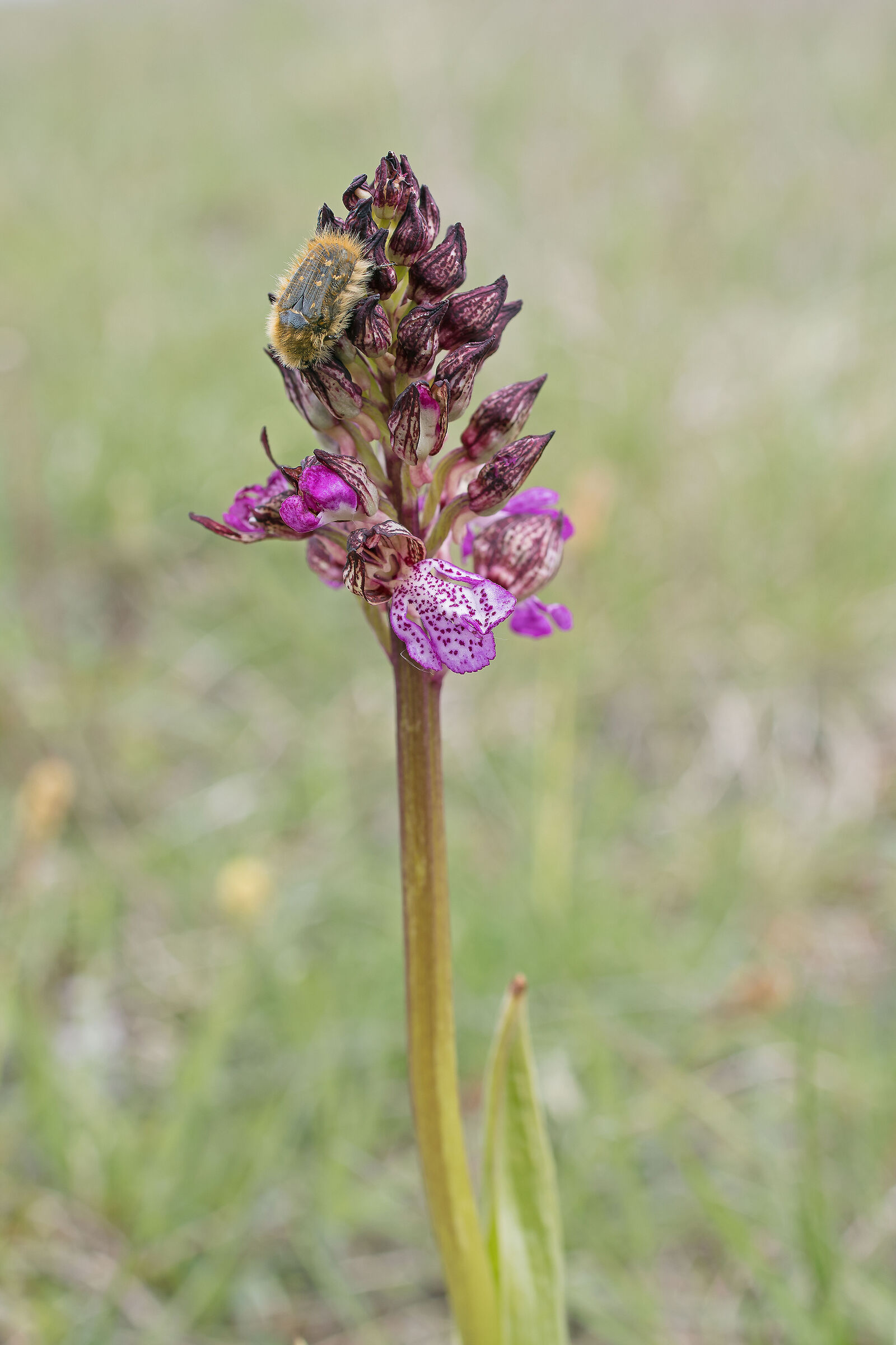 Orchis purpurea + Tropinota squalida