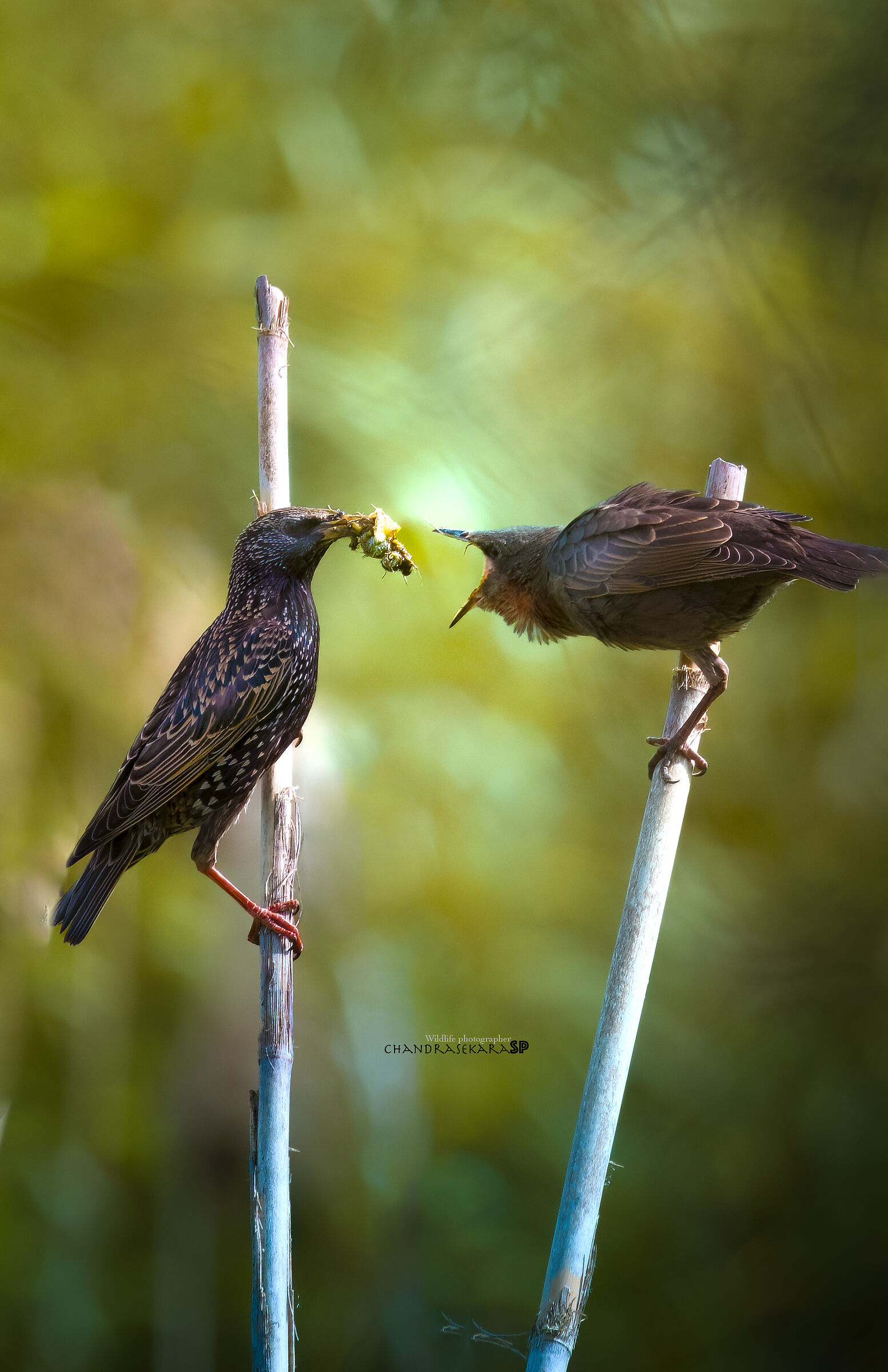 Stornino, Parco Piana.Firenze.
