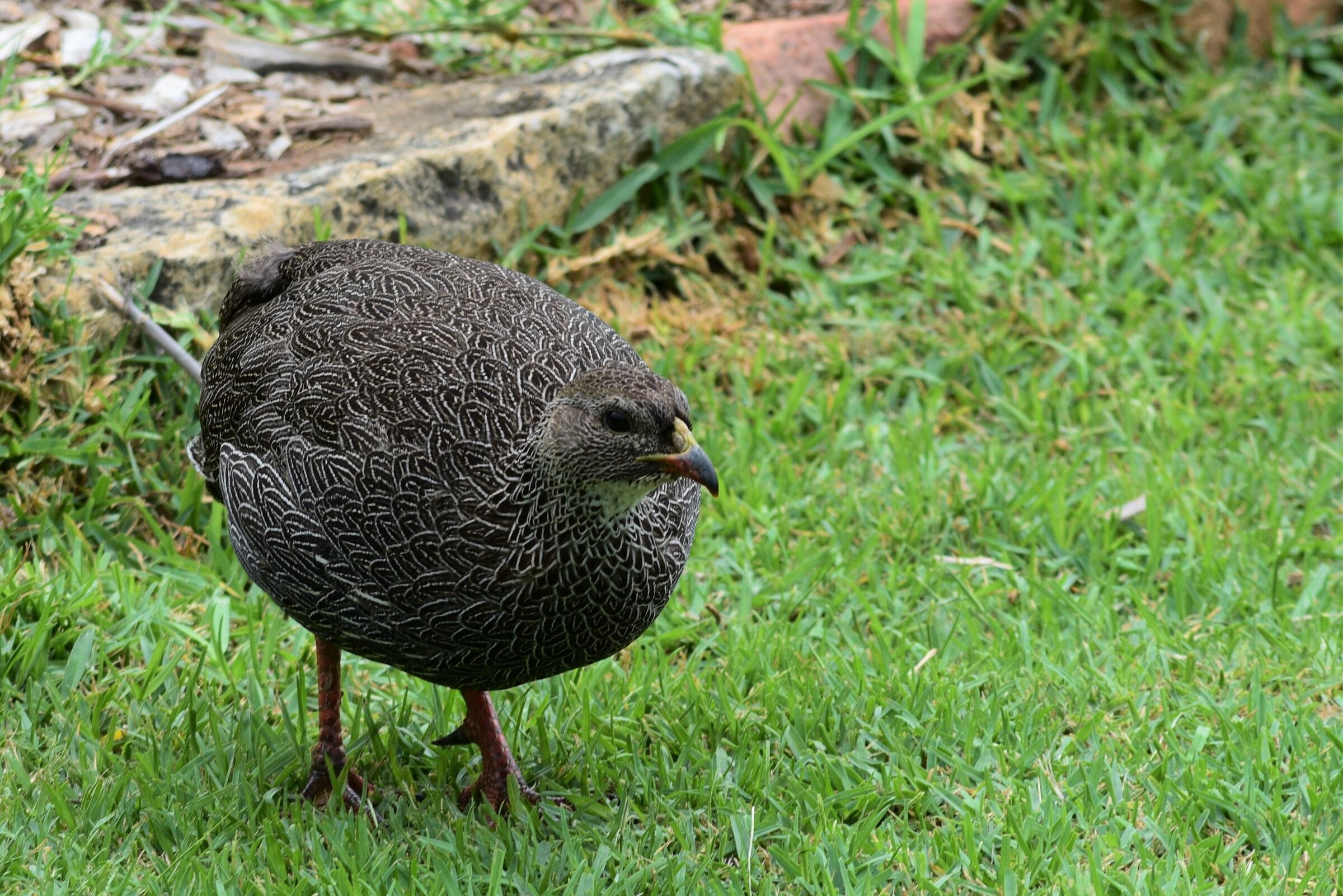 Table Mountain National Park