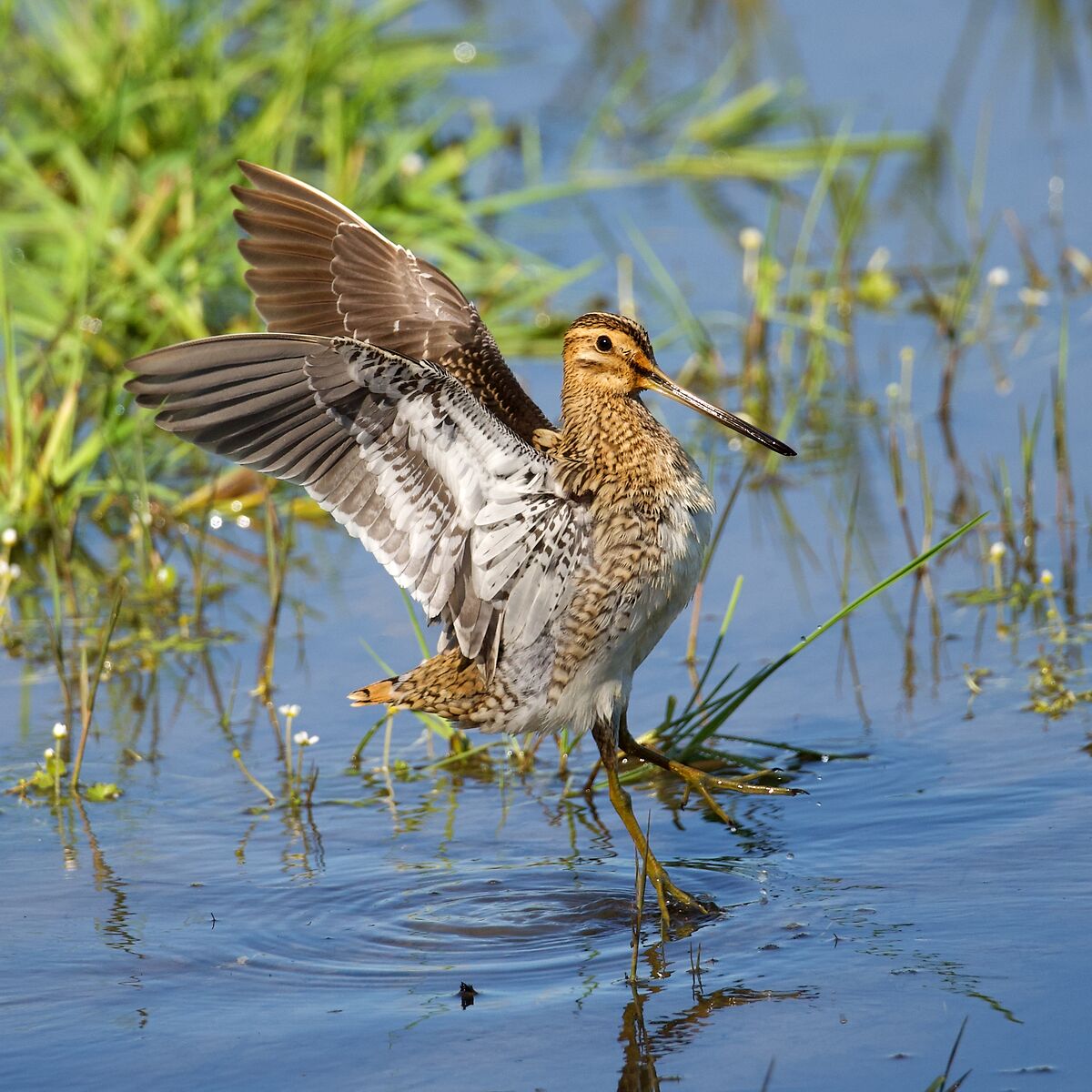Snipe