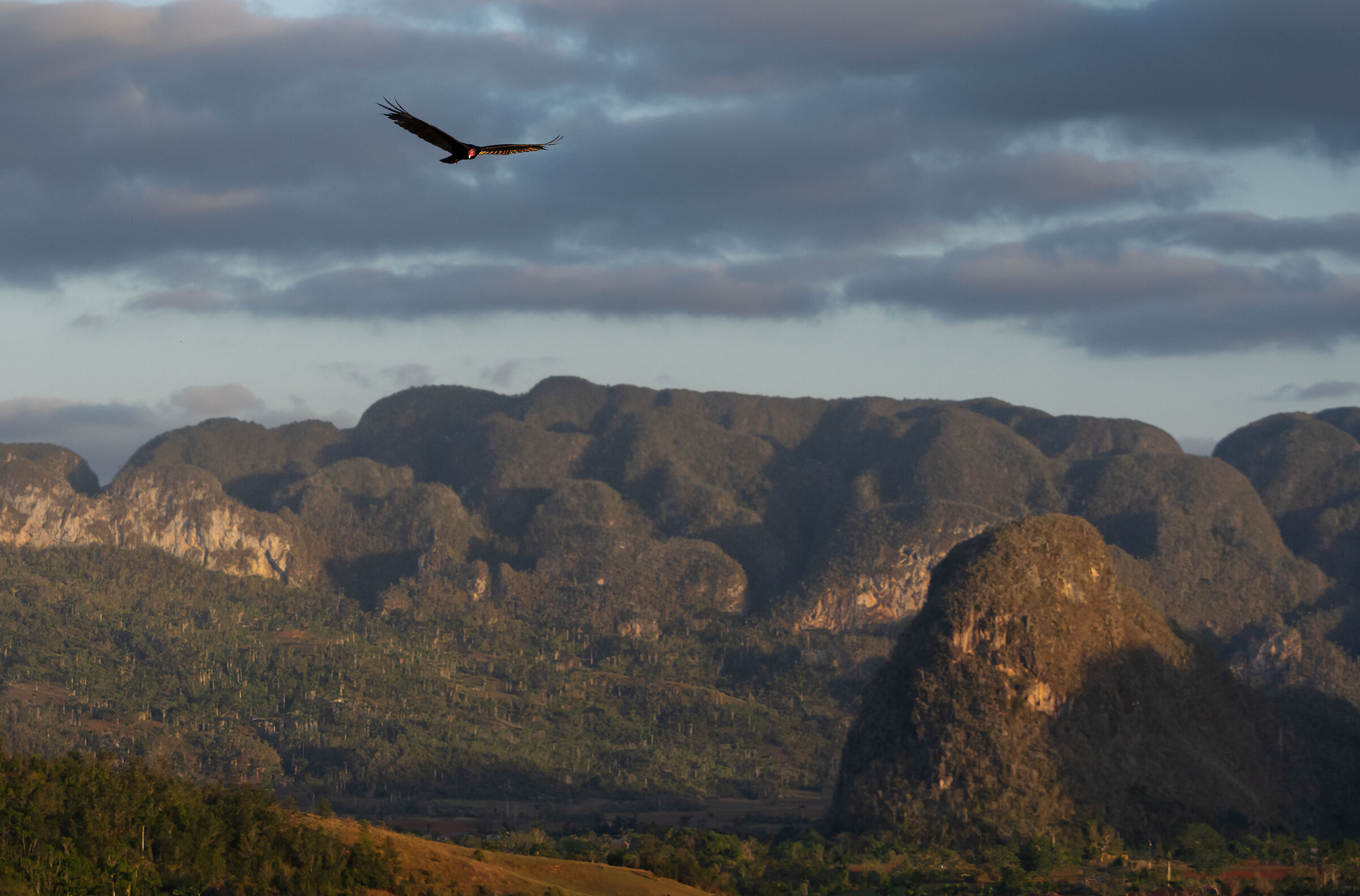Avvoltoio collorosso a Vinales