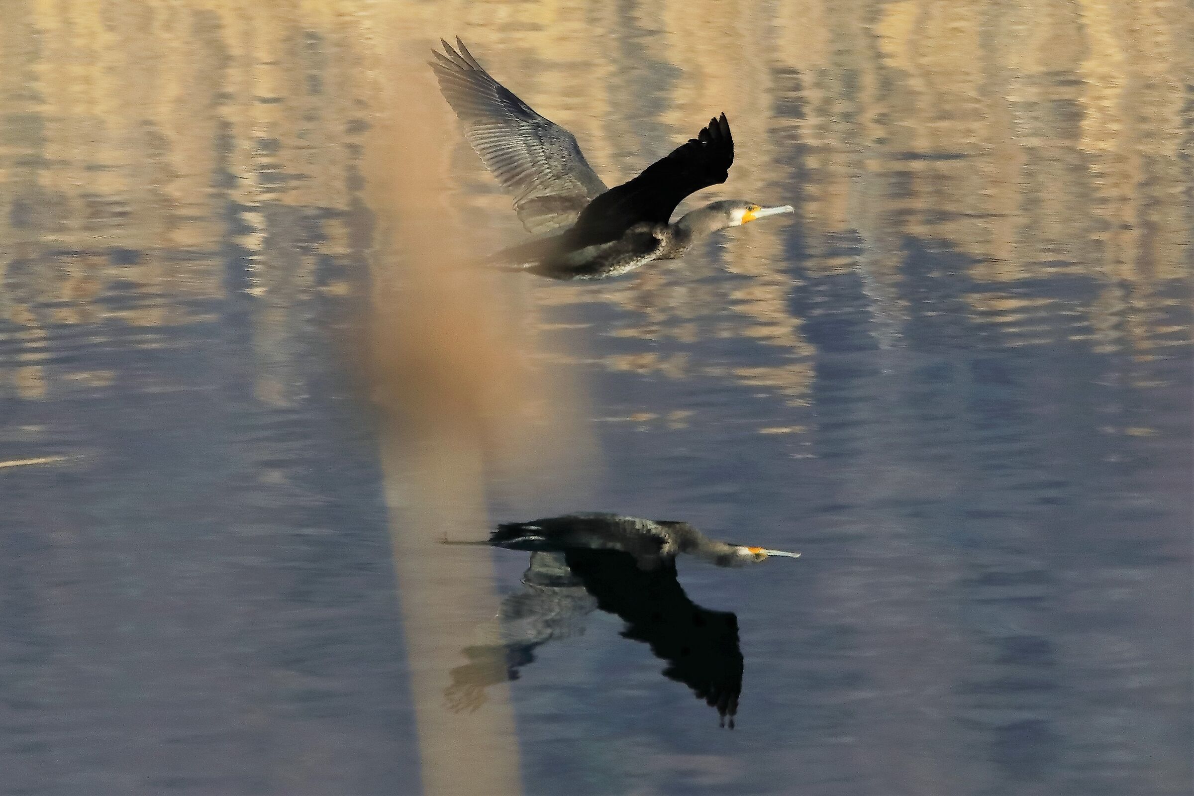 Cormorano 11-02-2023