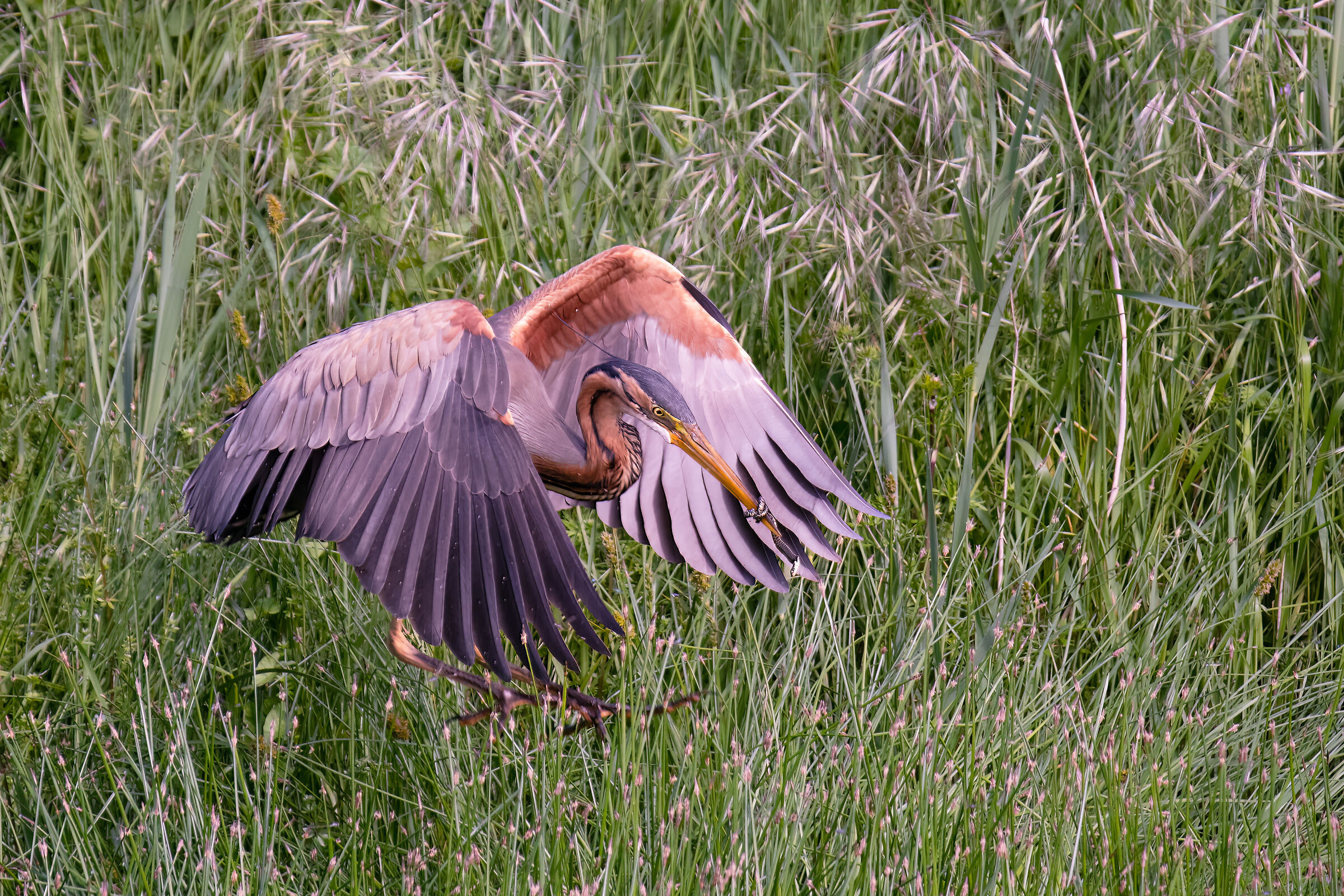 Airone rosso con preda