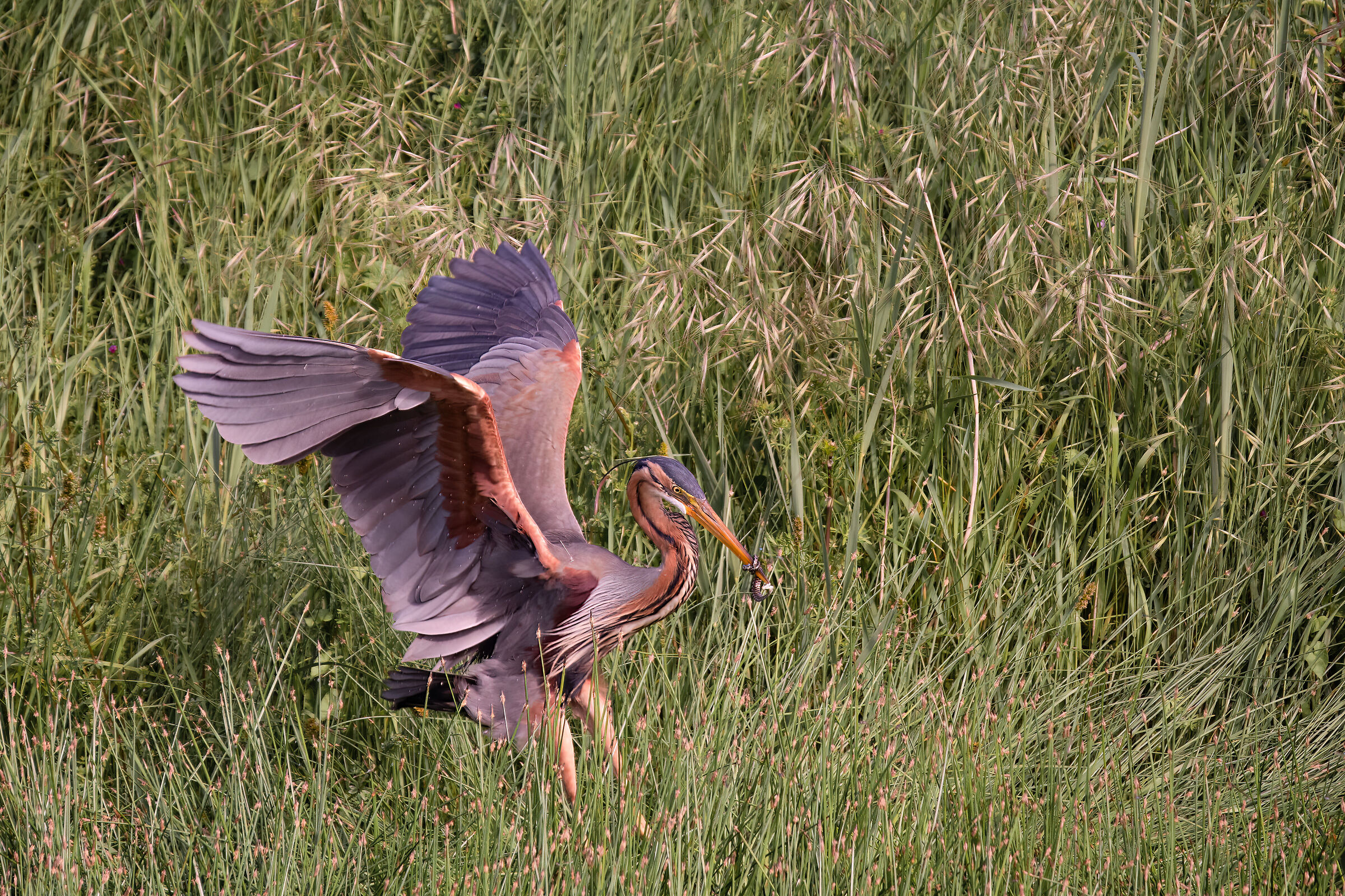 Airone rosso con preda