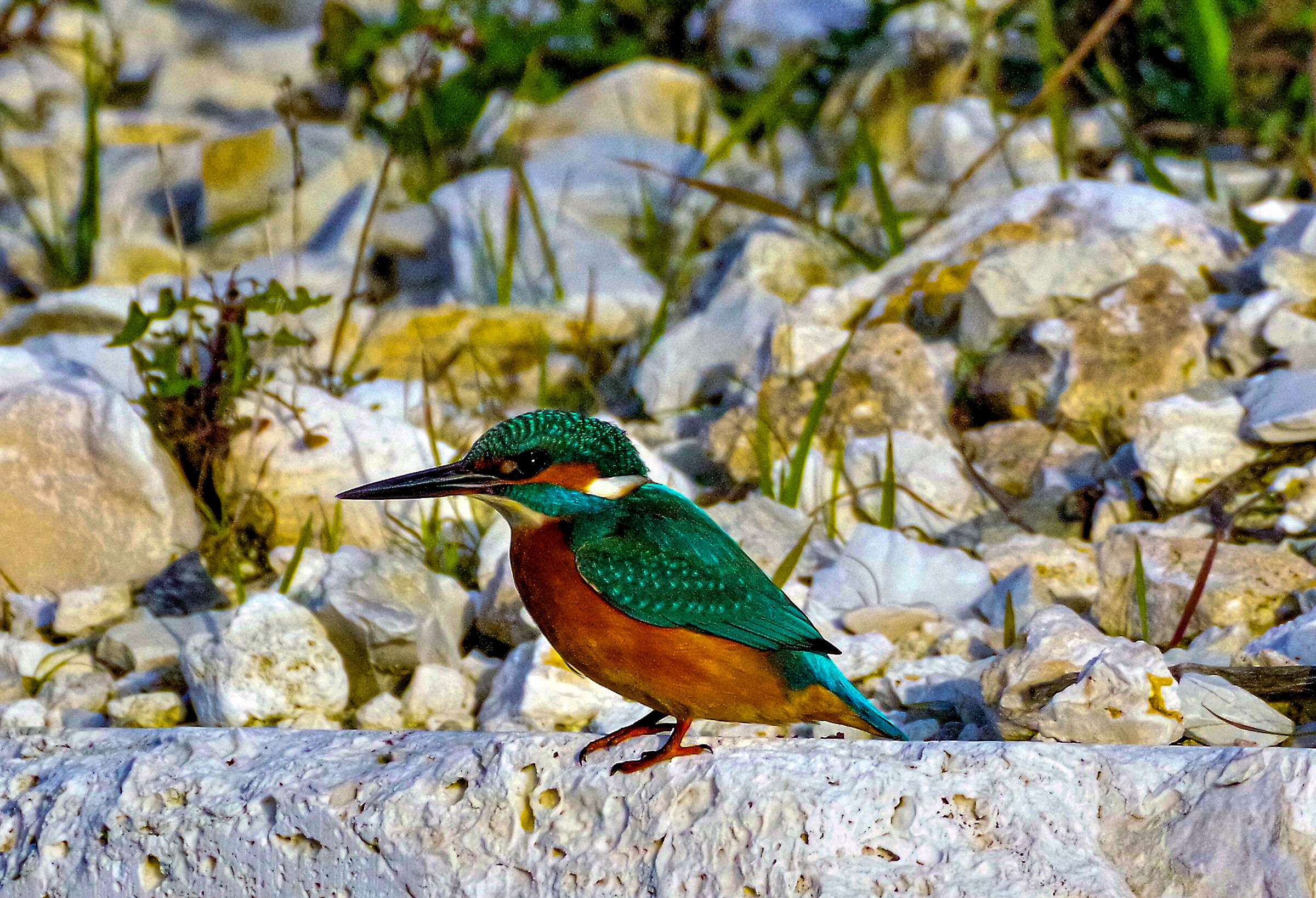Kingfisher