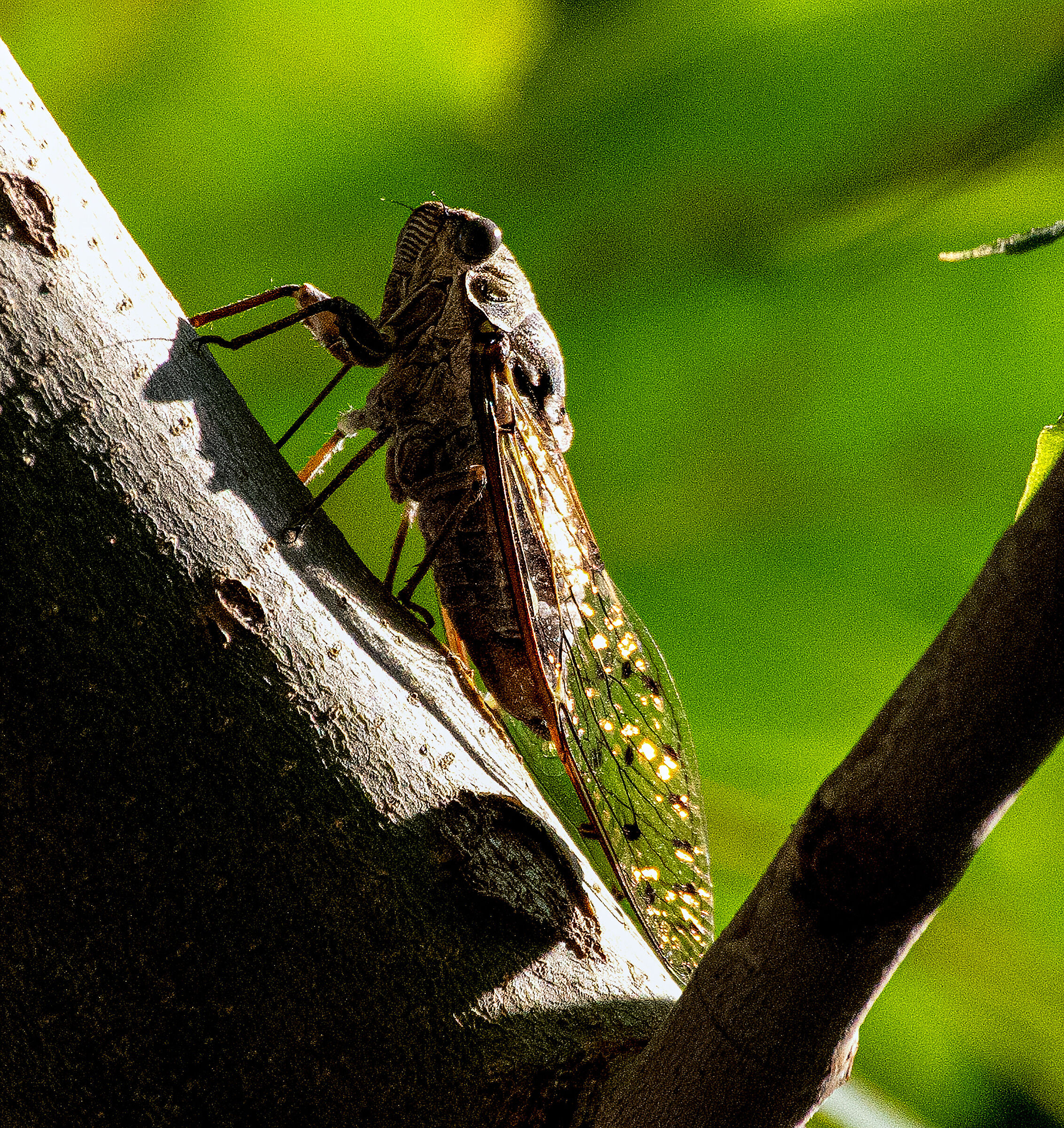 Cicada after the rain