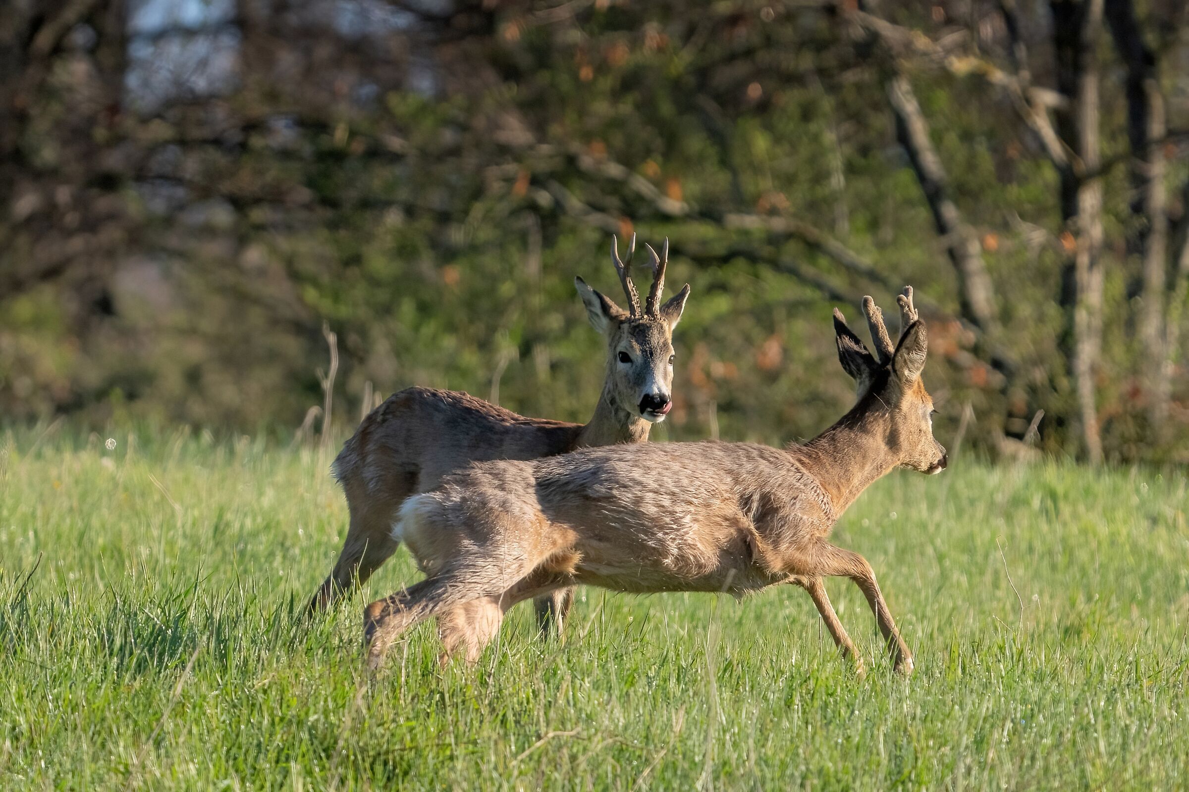 Roe deer (one still in velvet)