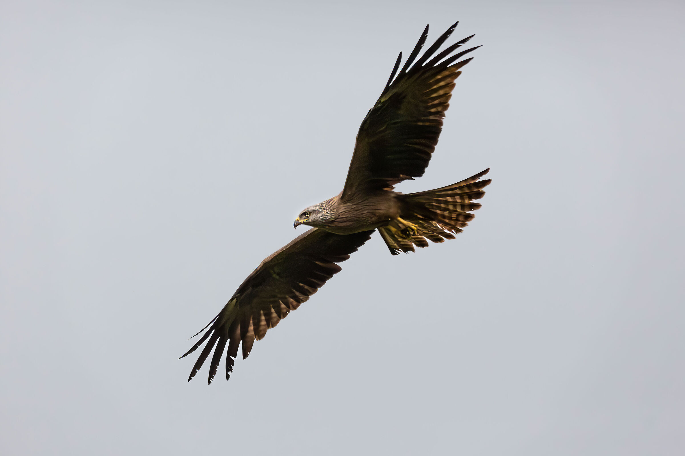Black kite