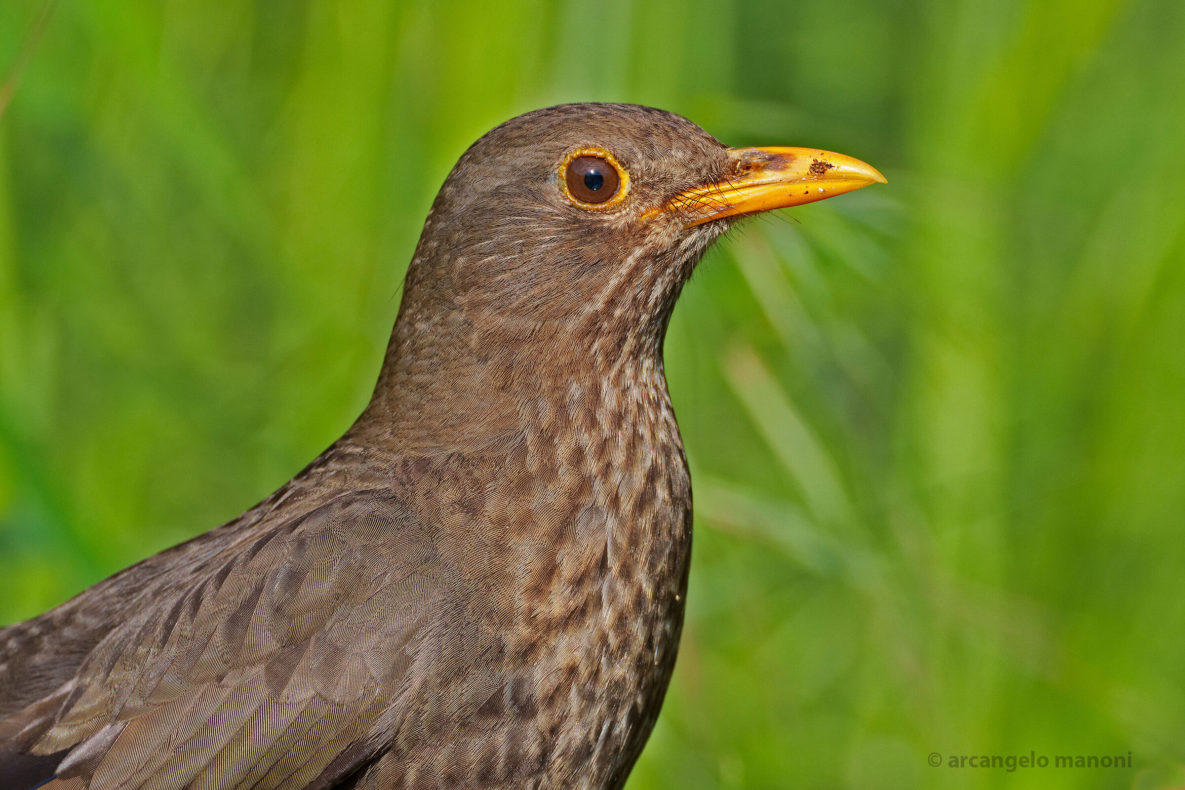Close-up to the blackbird