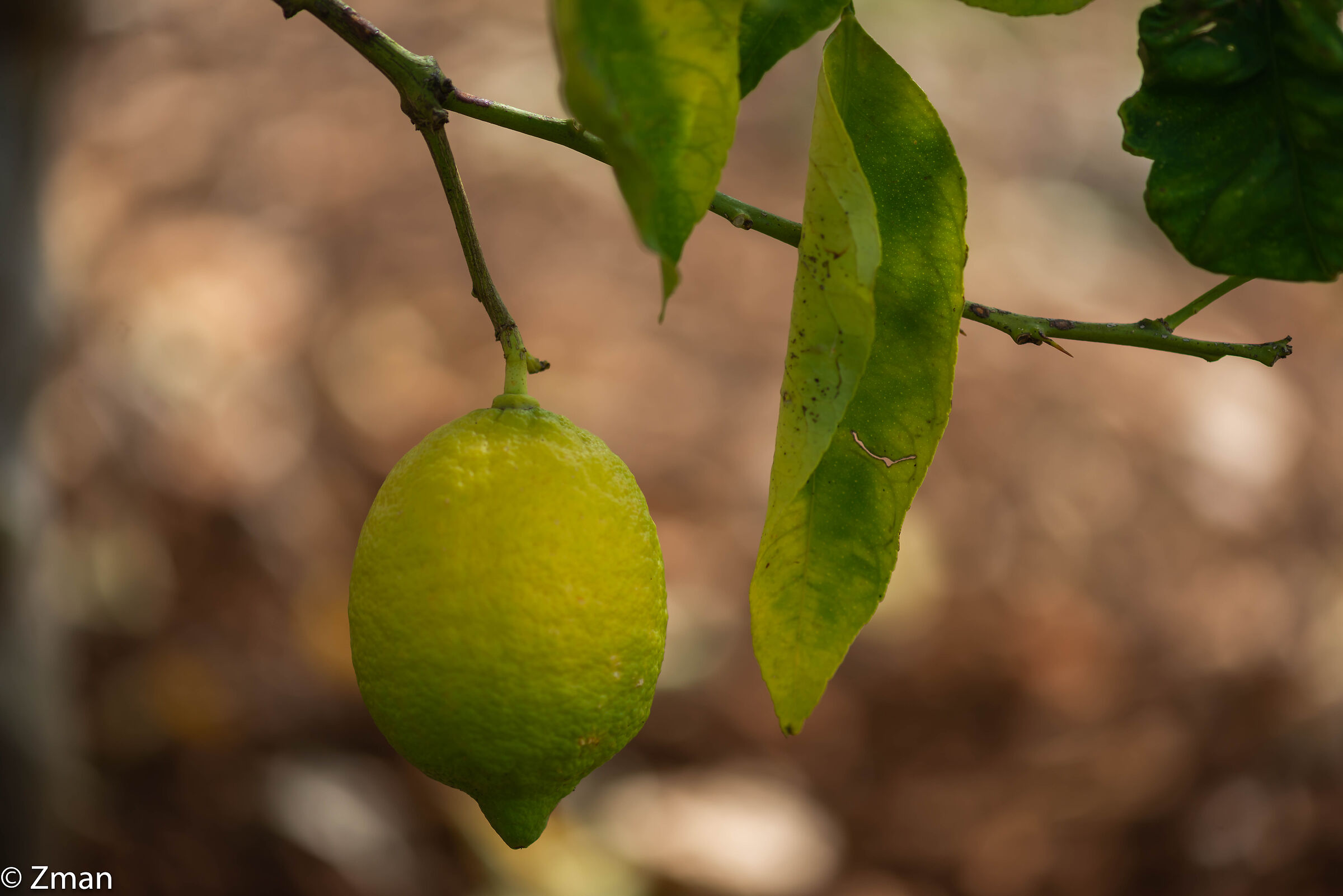 Lemon