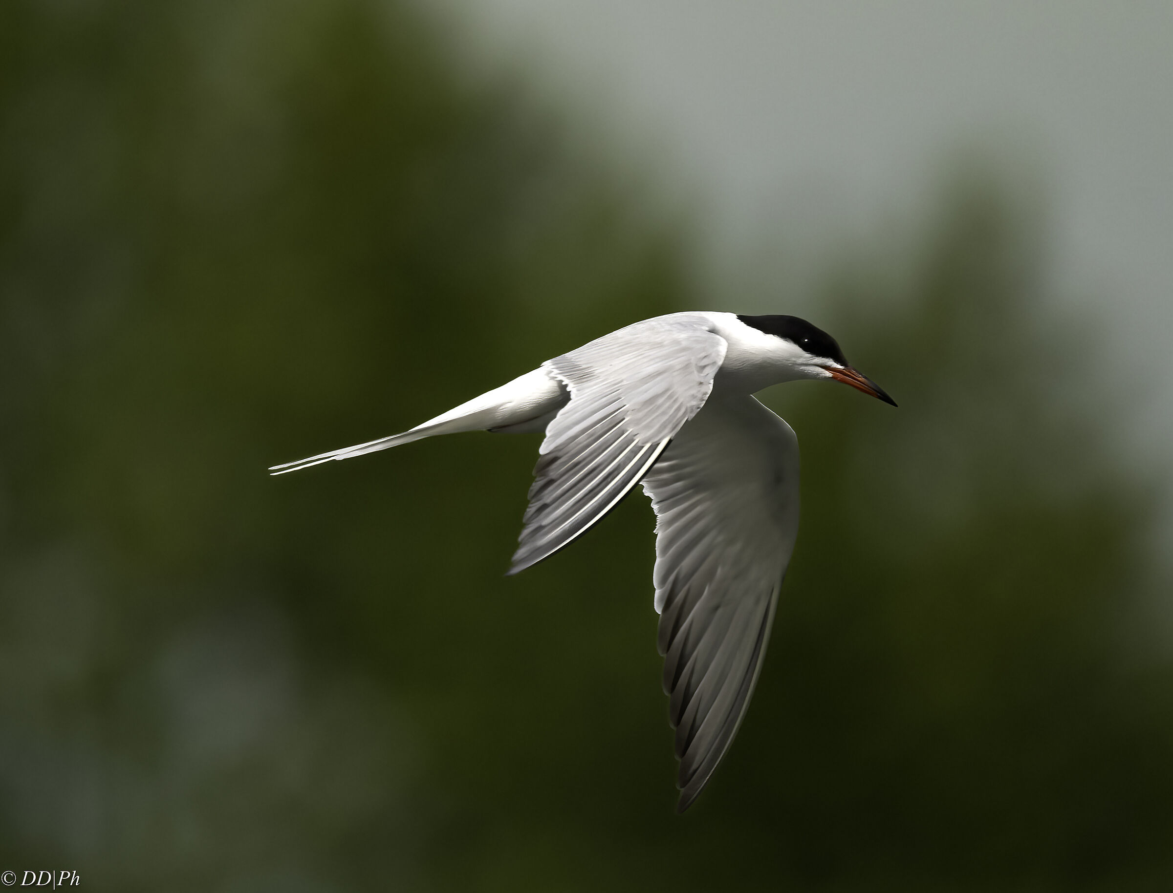 Tern