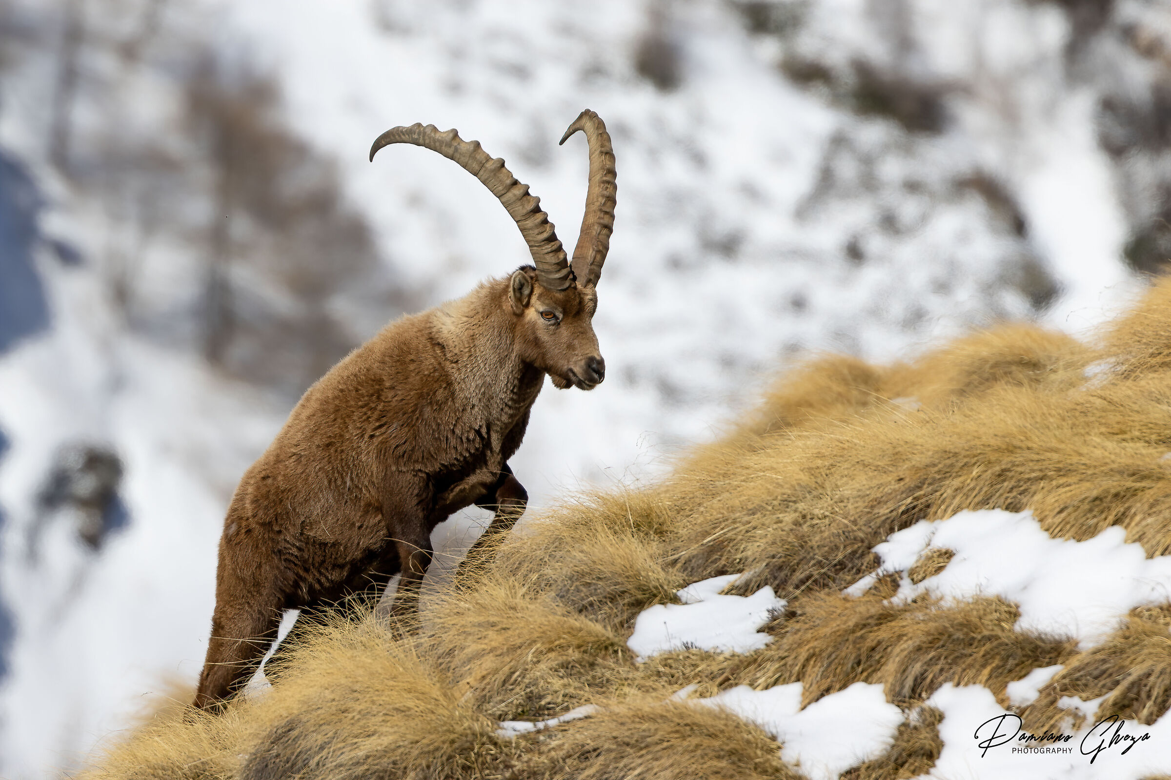 Ibex