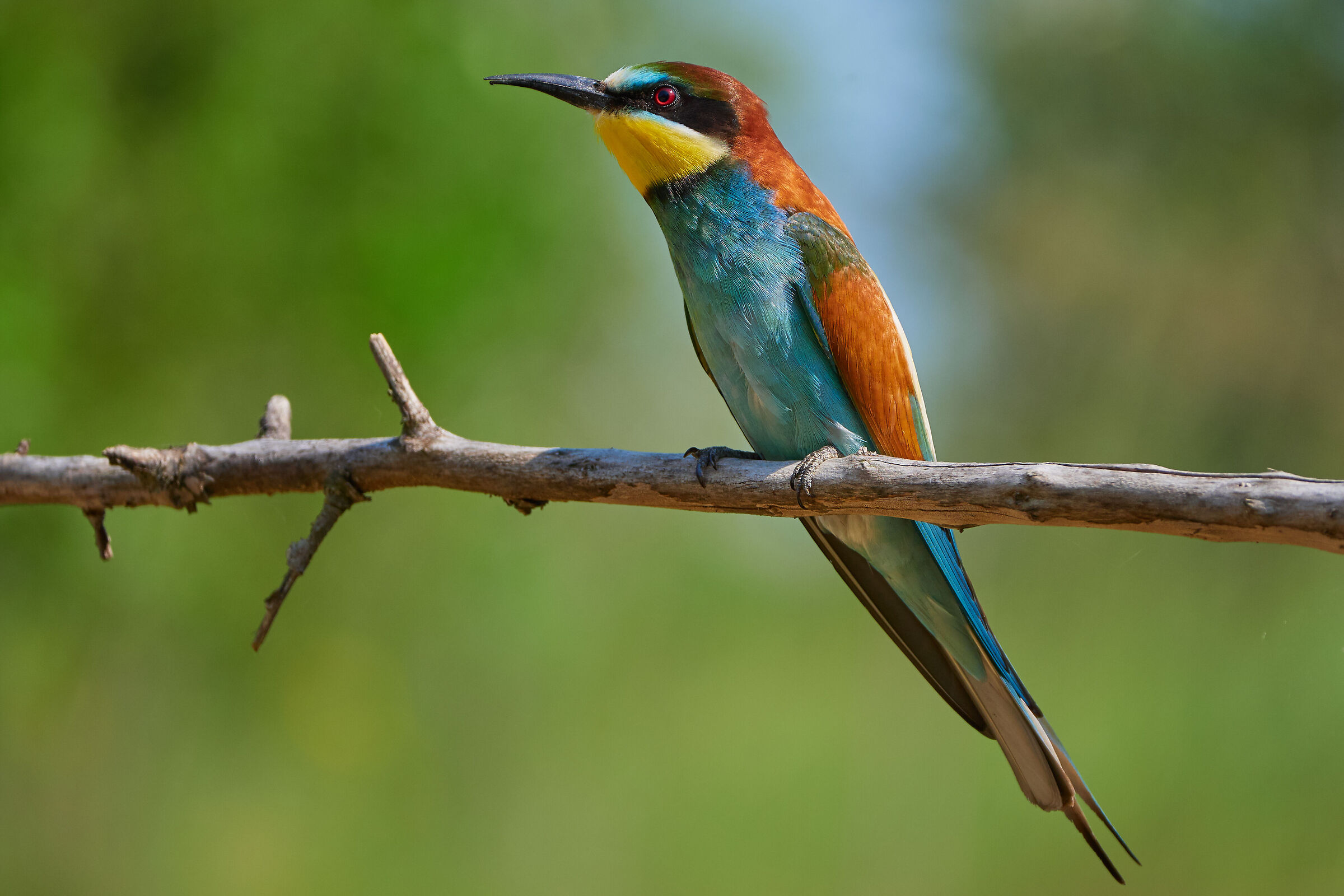 European apiaster  ( Merops apiaster )