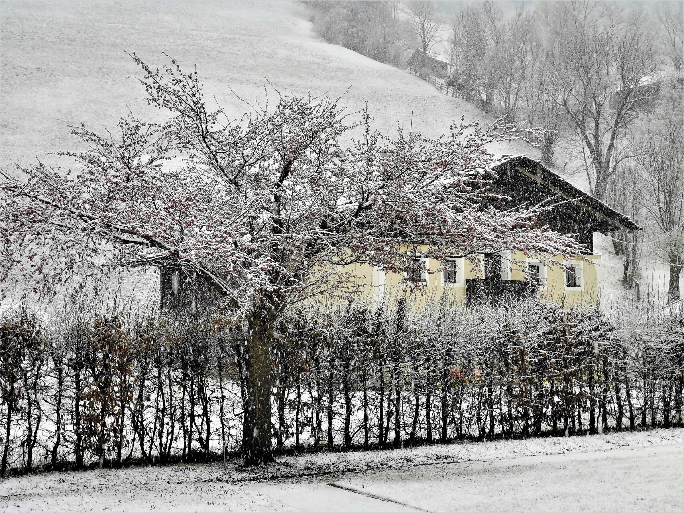 Hopefully last snow......