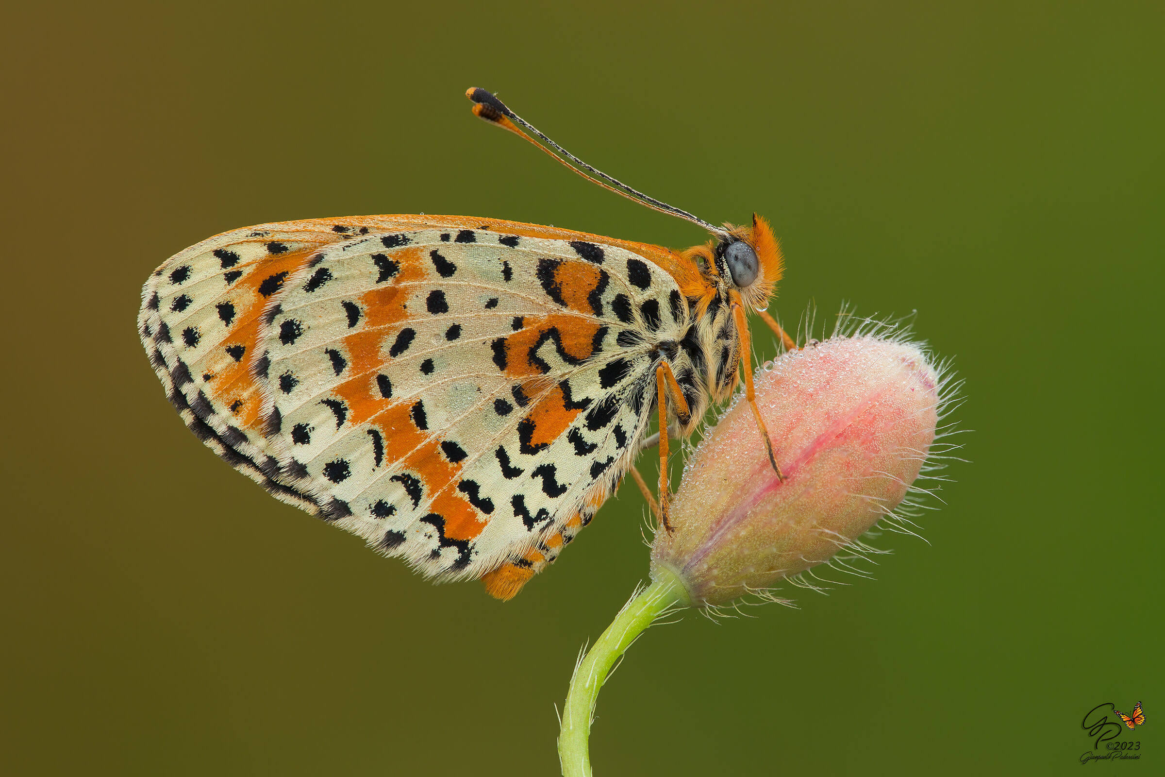 Melitaea didyma