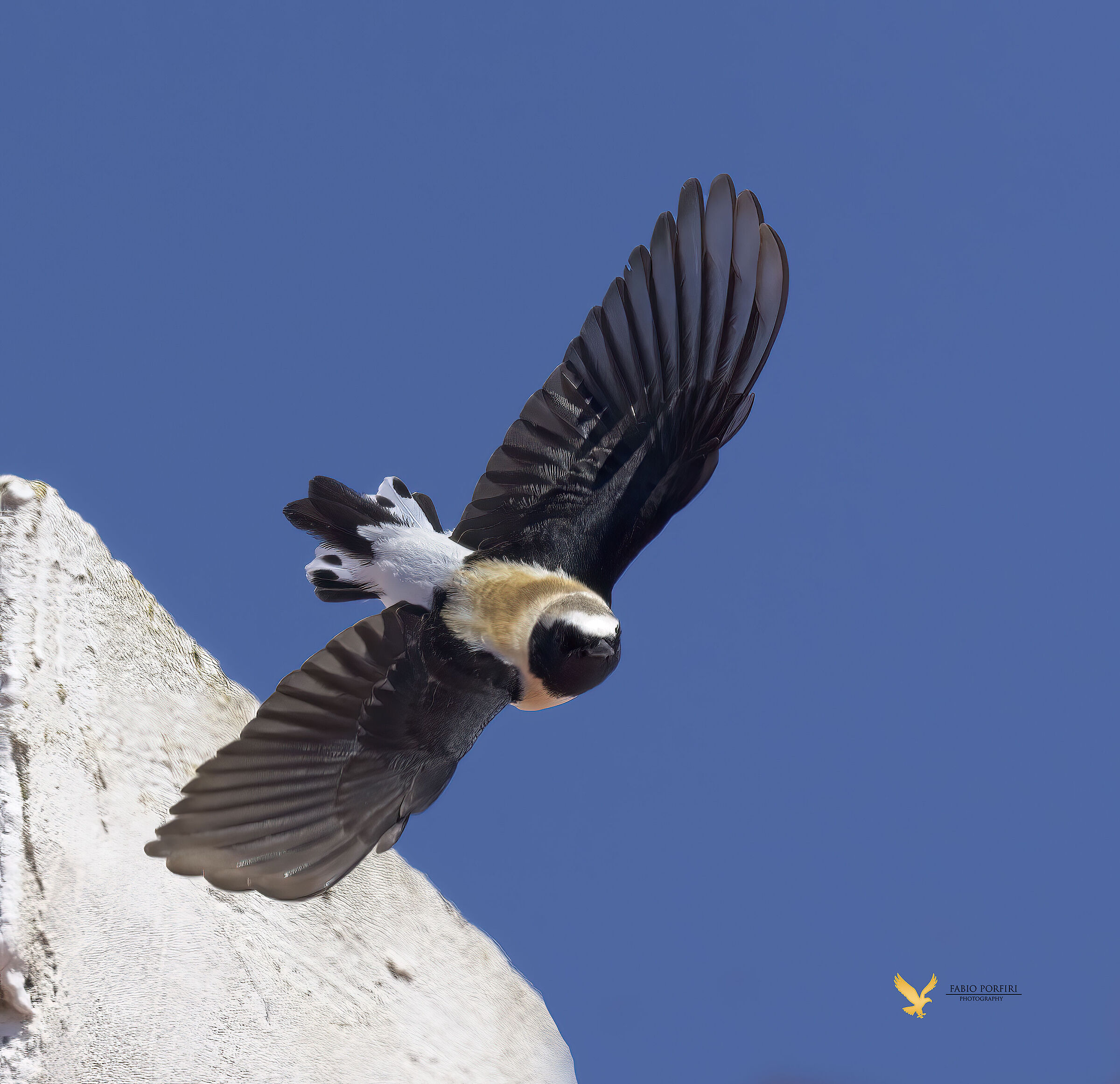 il volo della monachella