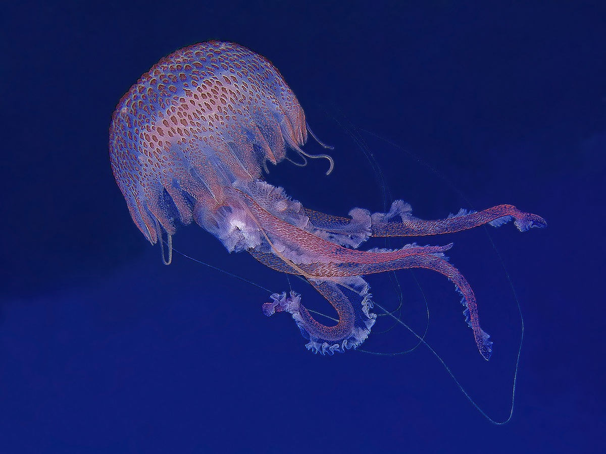 Pelagia noctiluca