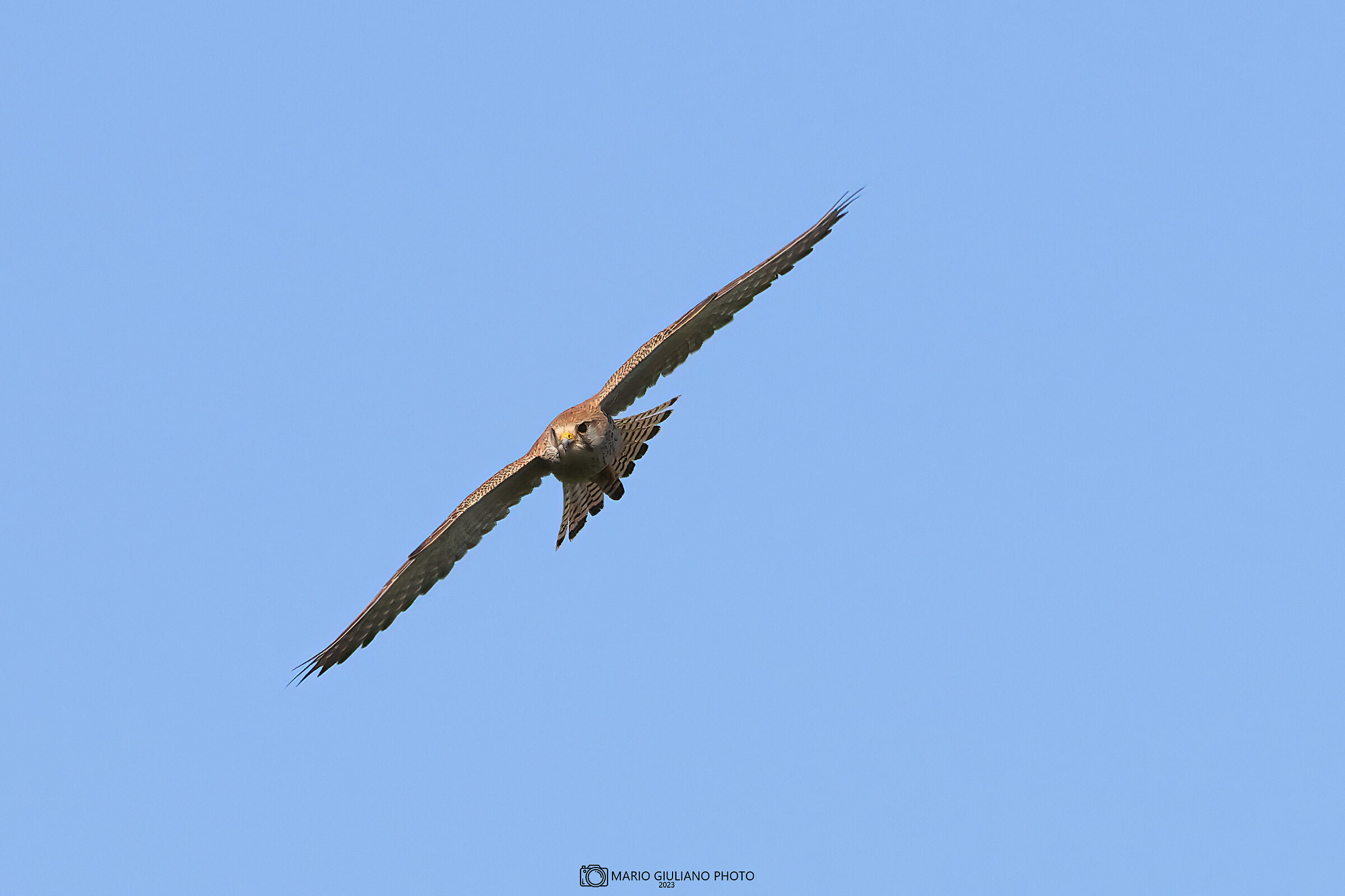 Kestrel