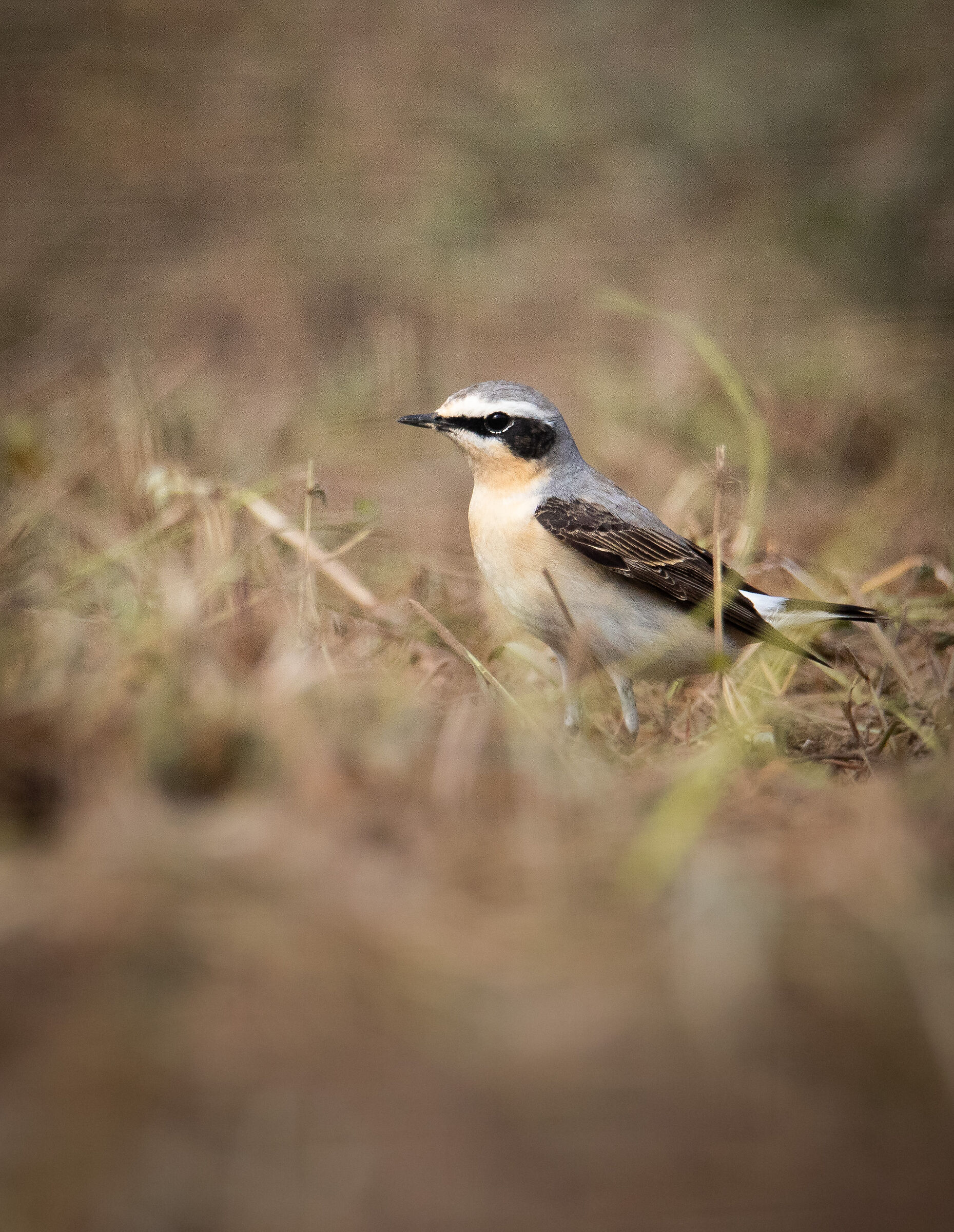 Northern wheatear