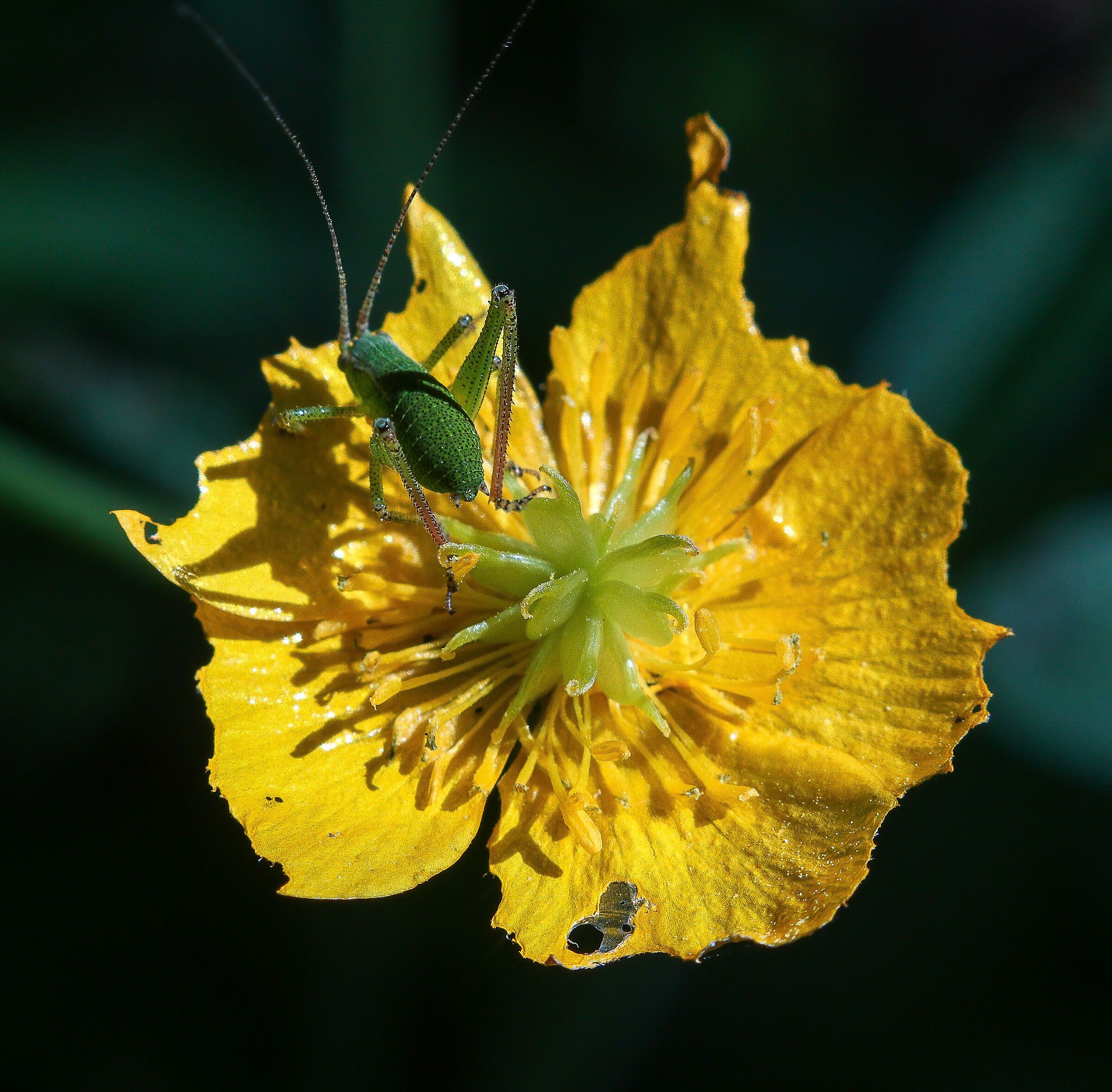 Leptophyes punctatissima