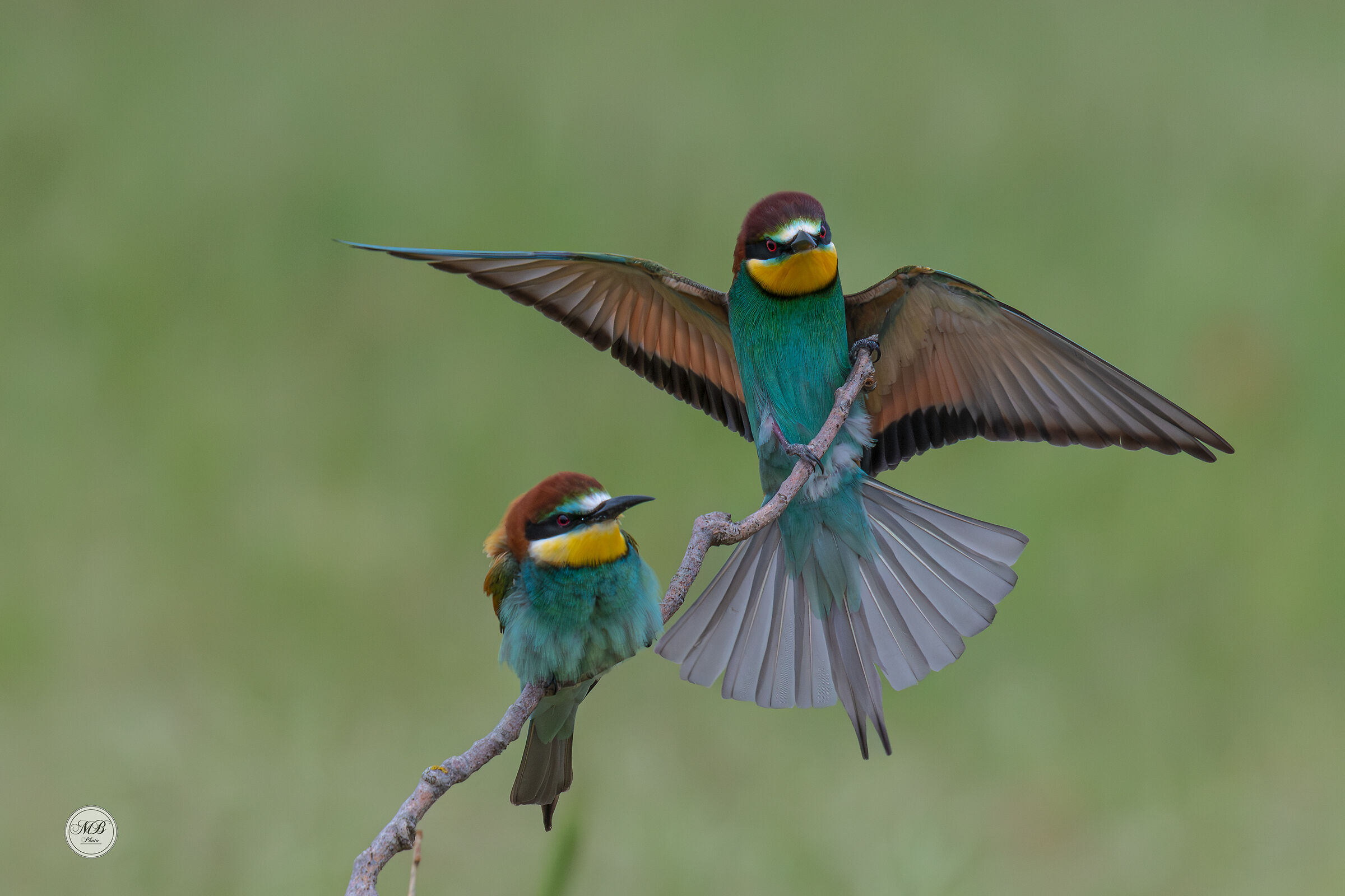 I primi gruccioni dell'anno