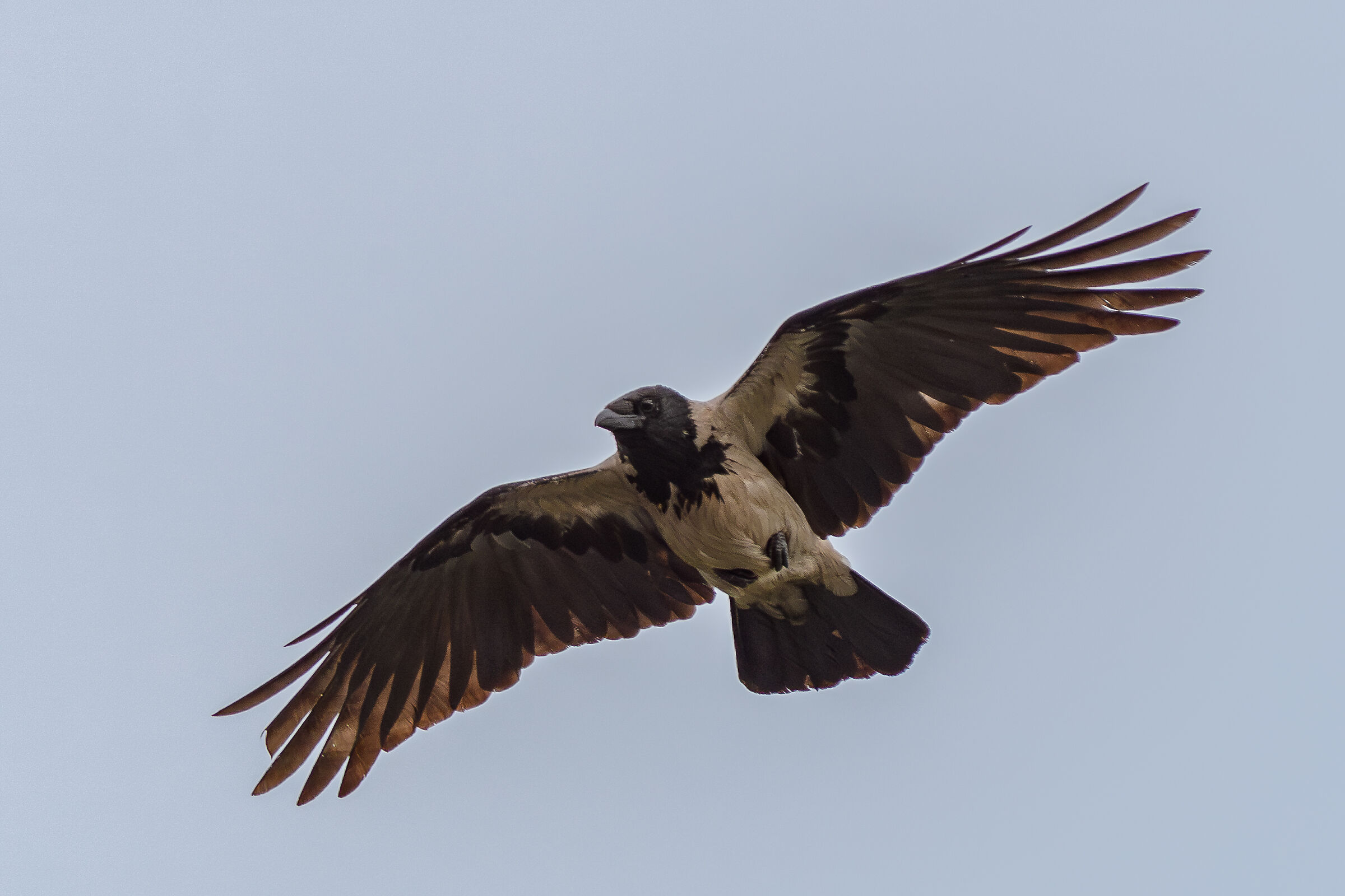 Crow