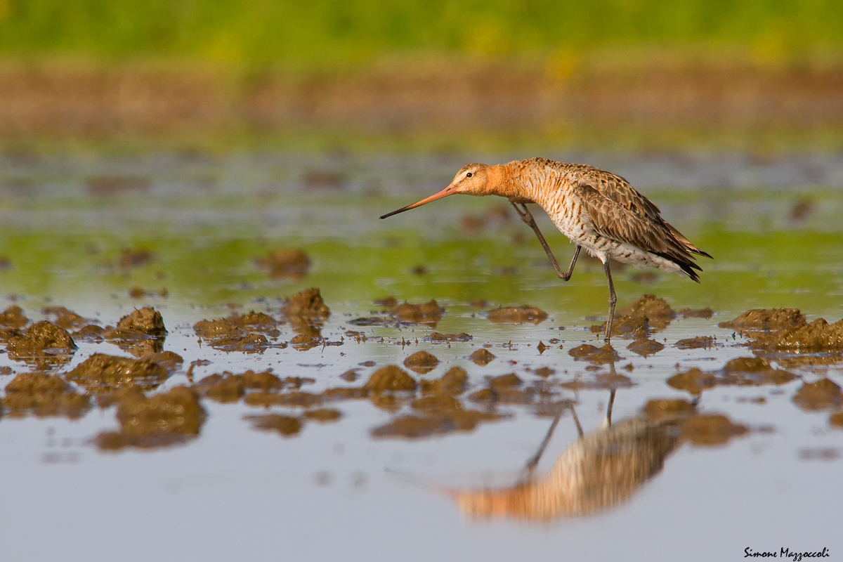 Black-tailed Godwit