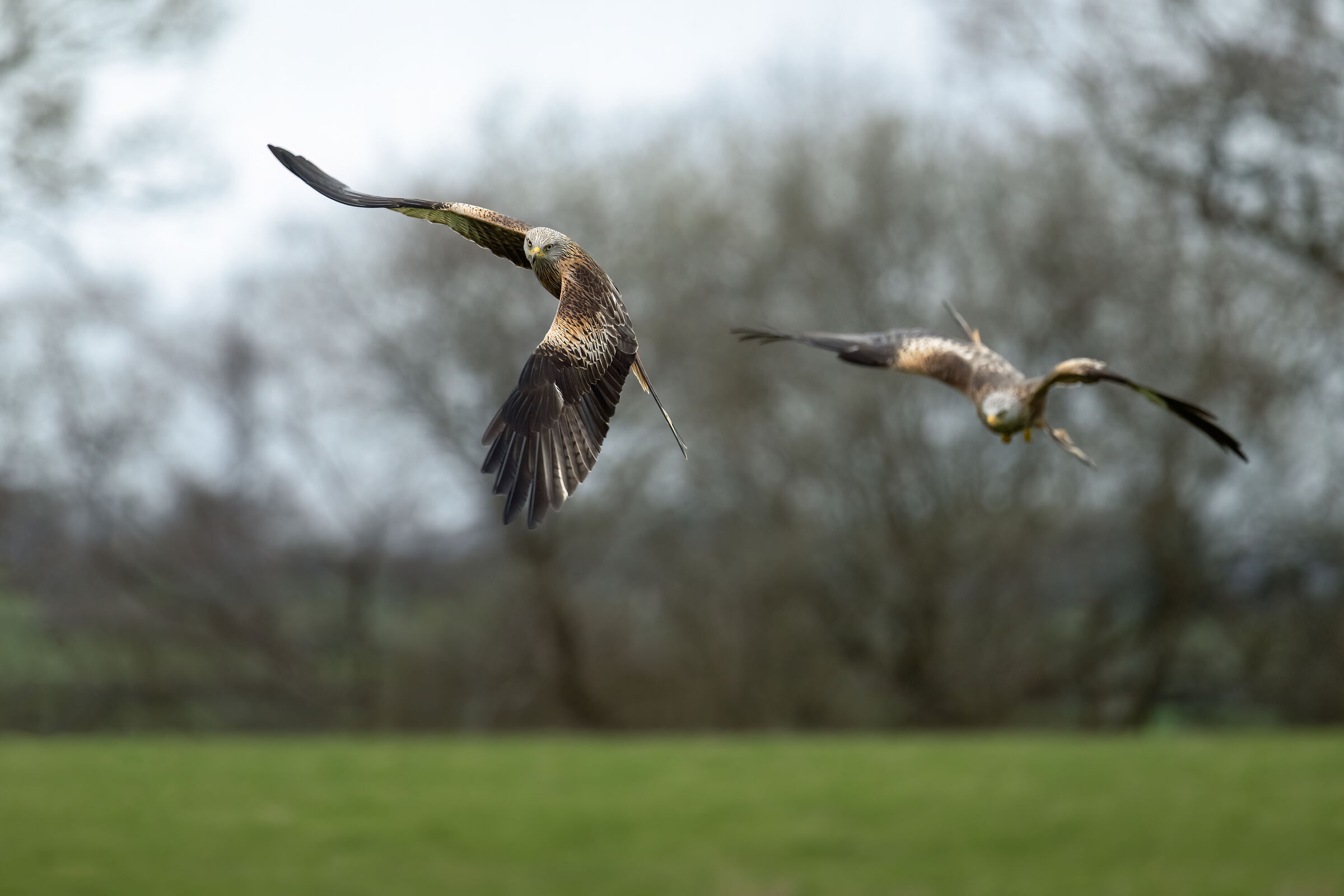 Red Kite (Milvus milvus)