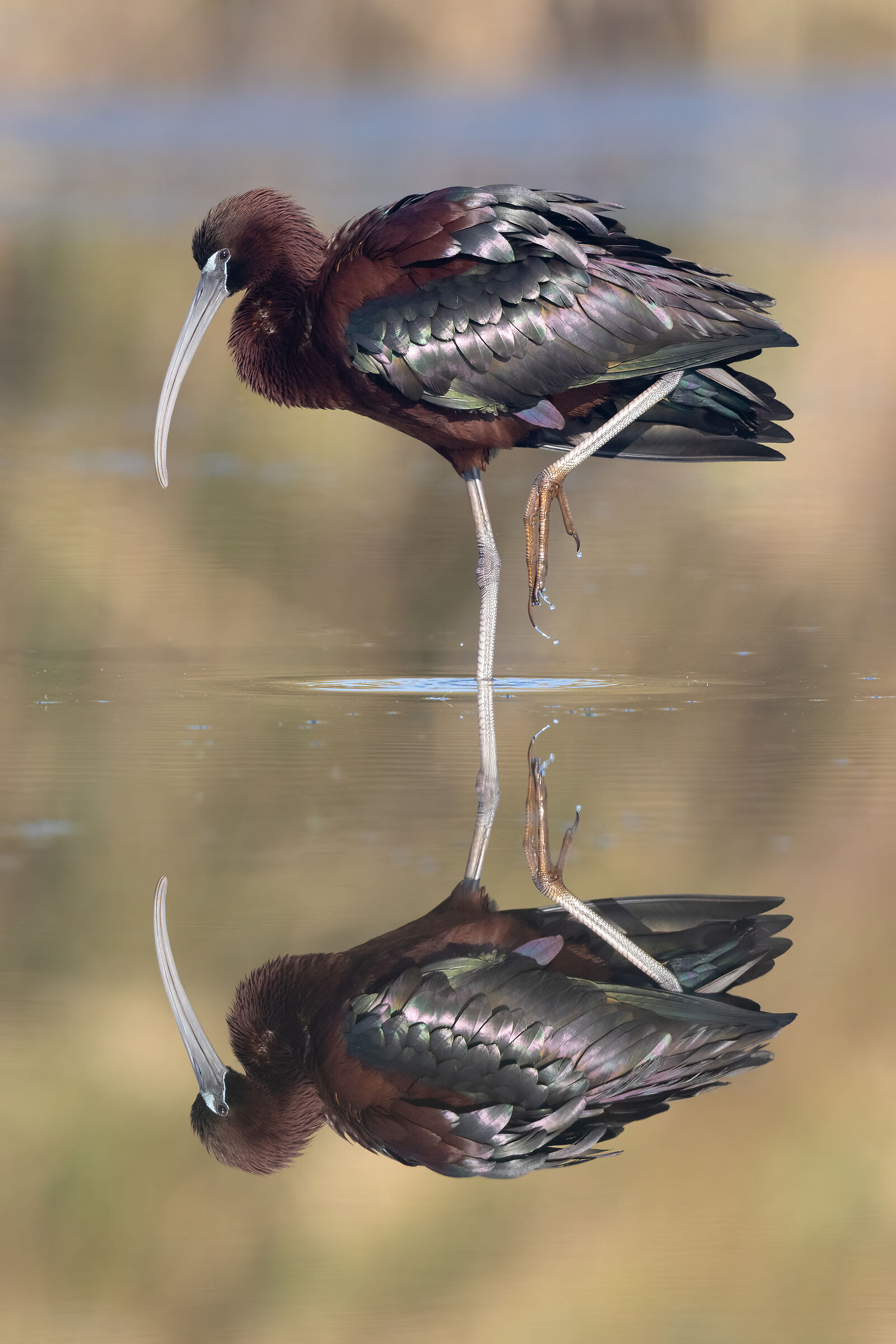 The reflected glossy