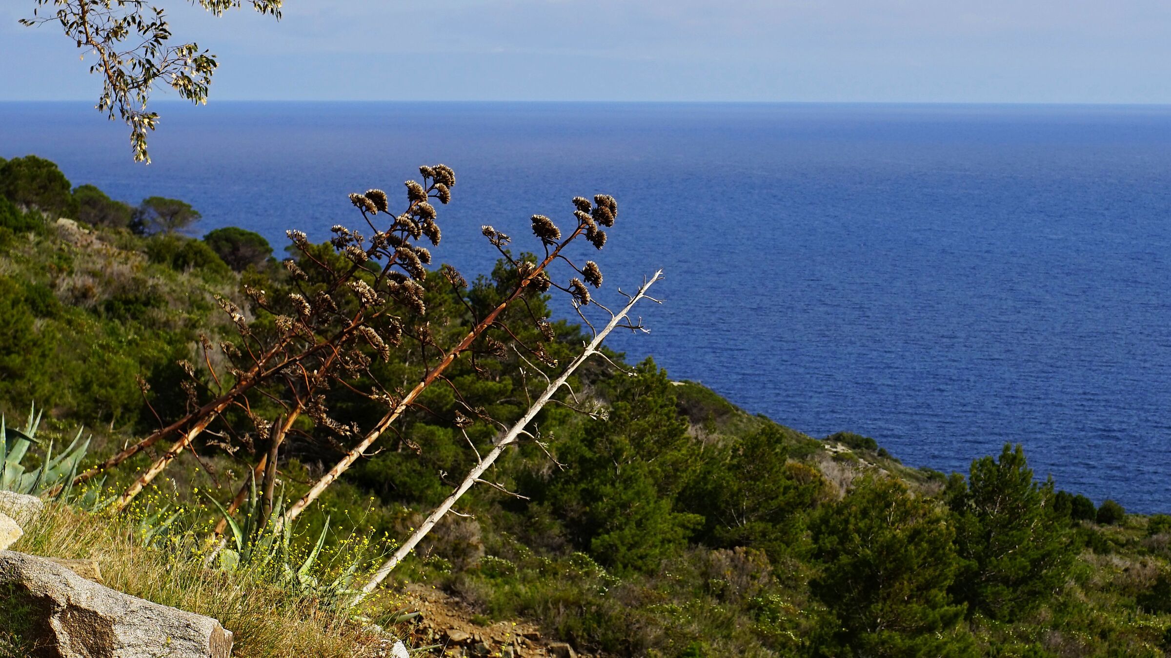 Elba, mon amour