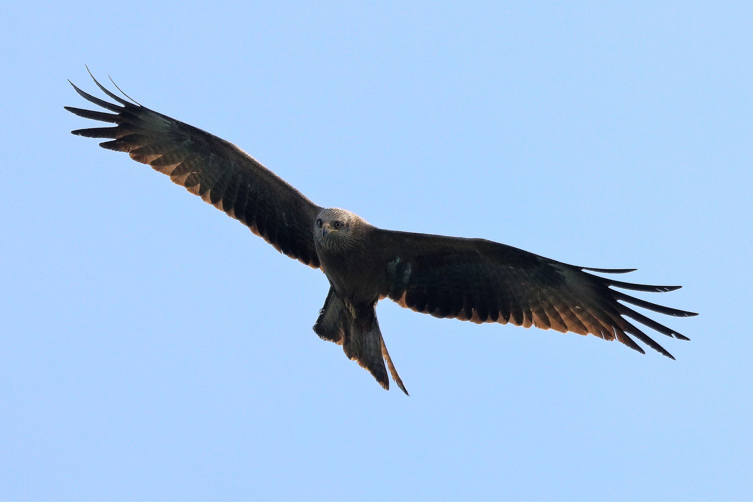 Nibbio bruno 06-04-2023