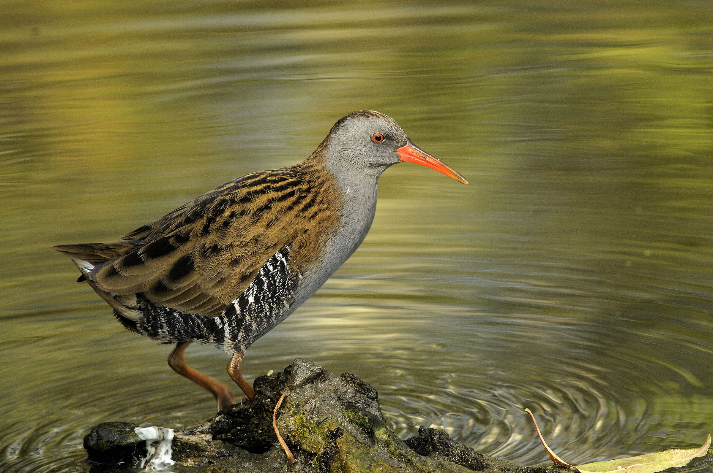 water rail