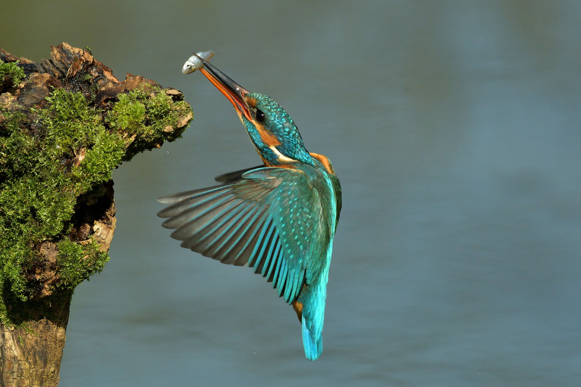 kingfisher