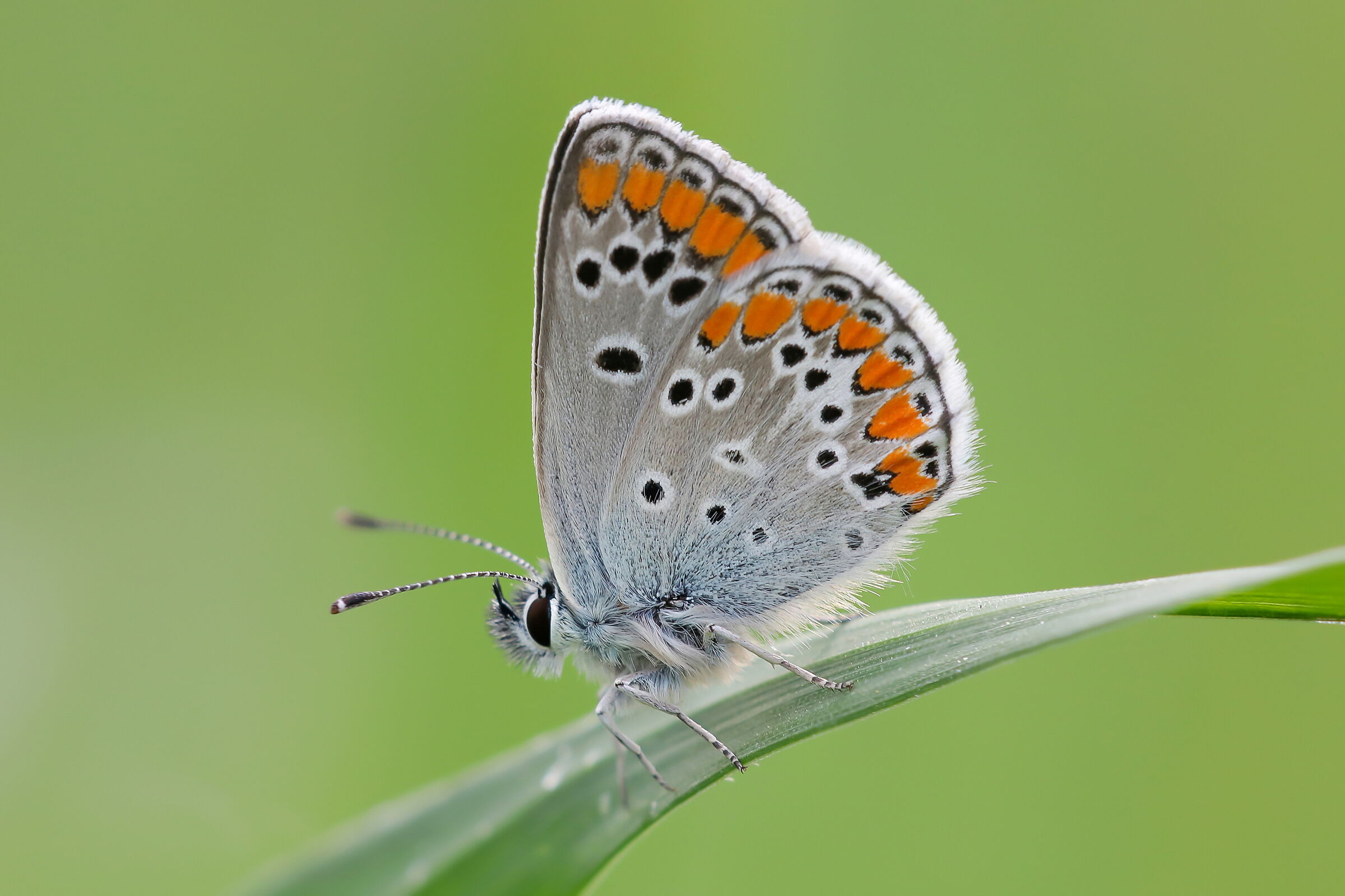 Aricia agestis