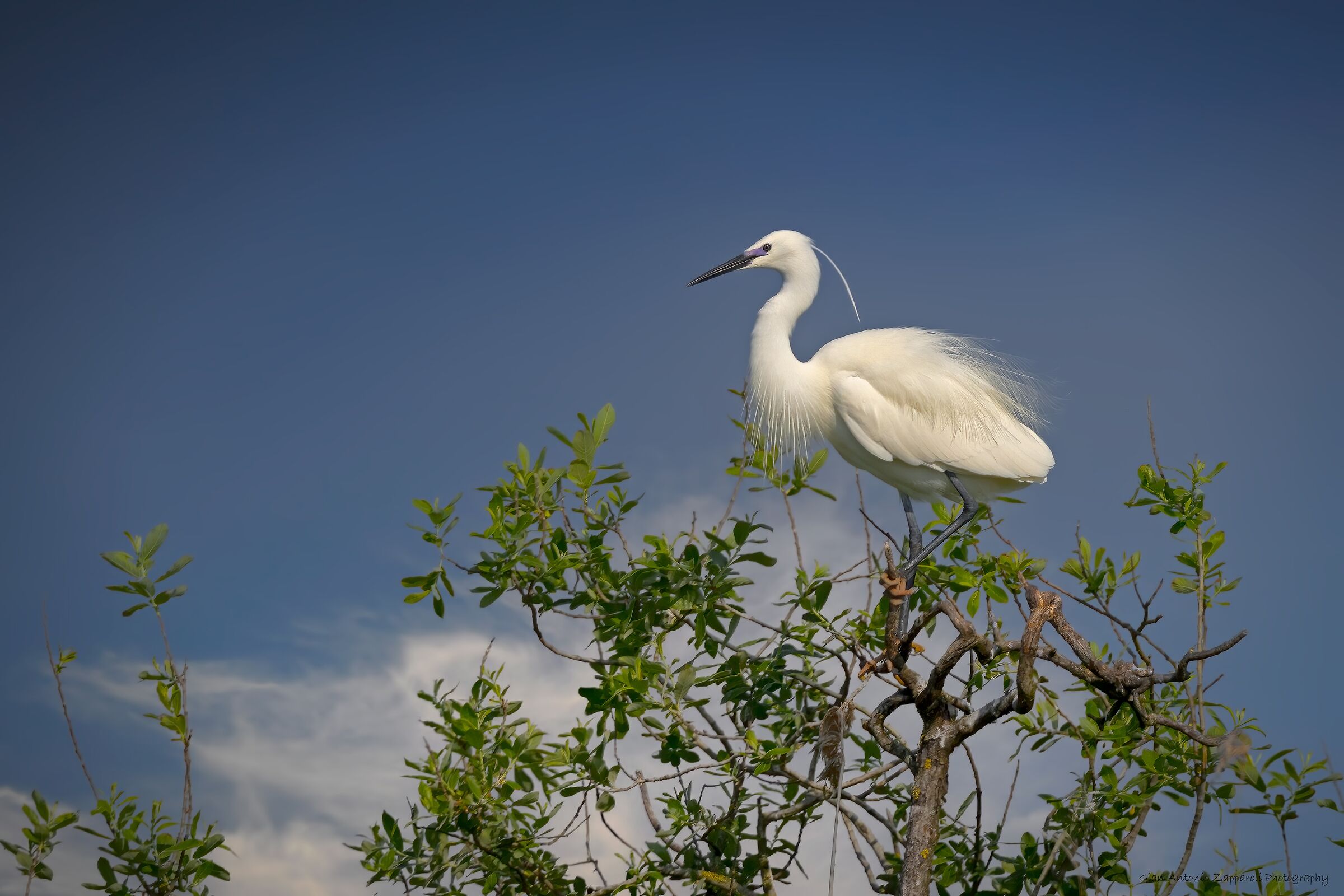 L'eleganza della Garzetta