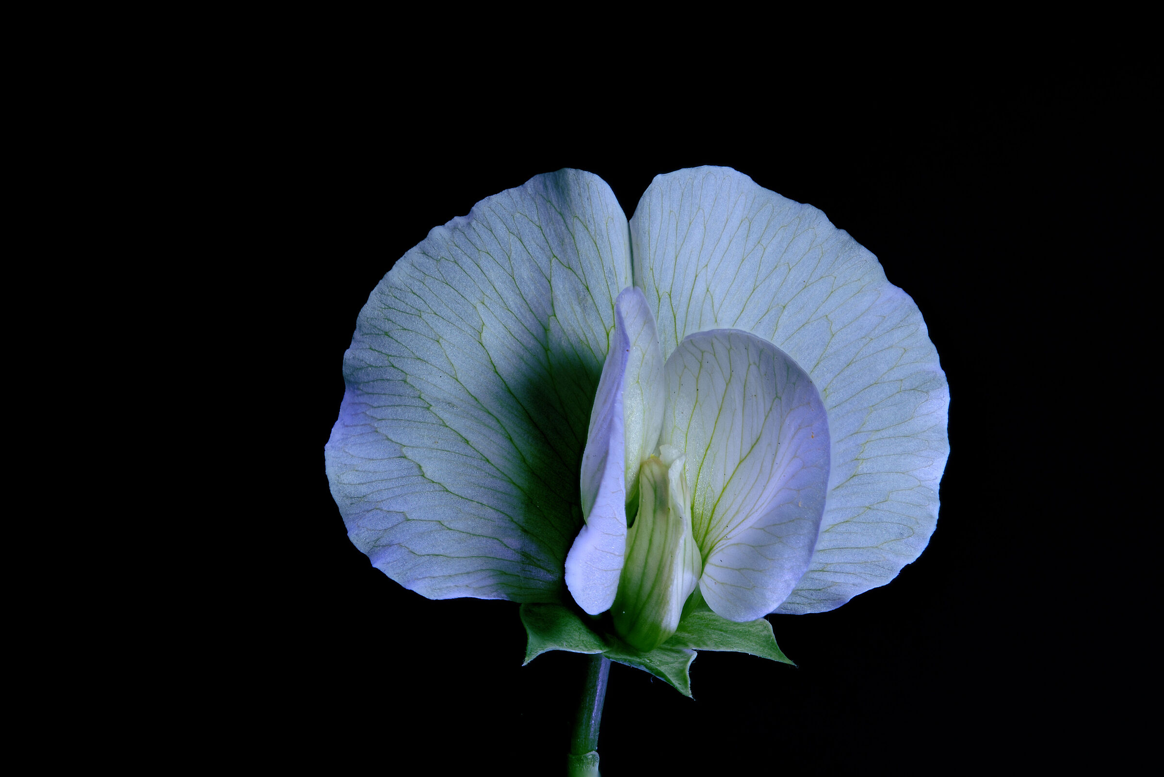 Pea flower...