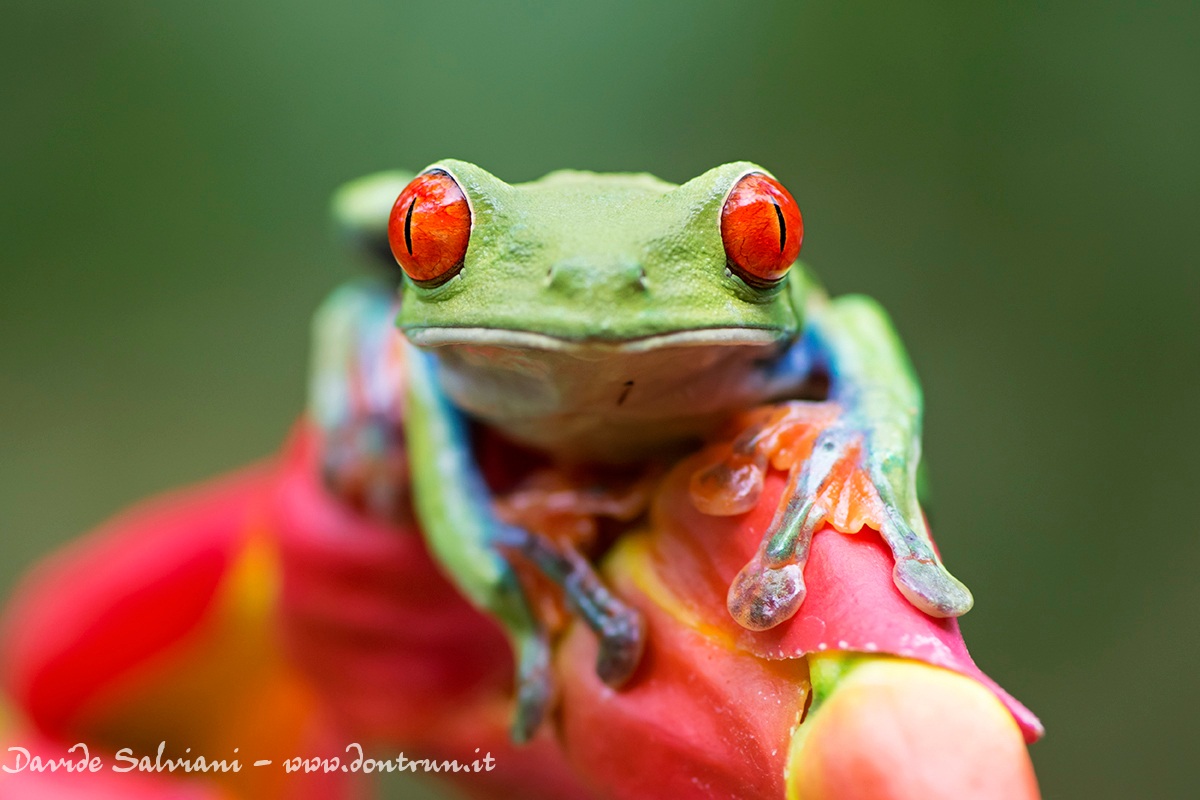 Adesso salto - Red eyed tree frog