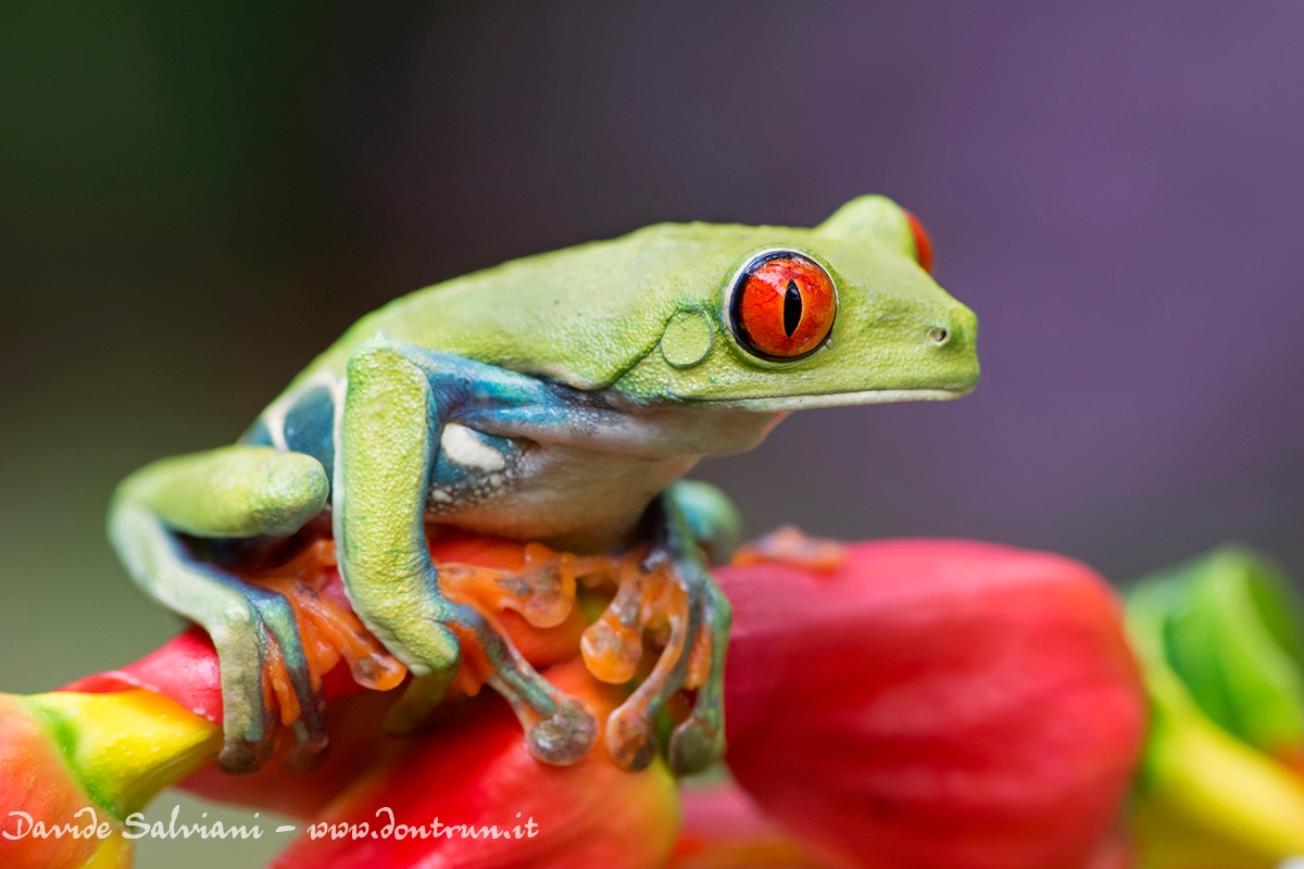 Red eyed tree frog