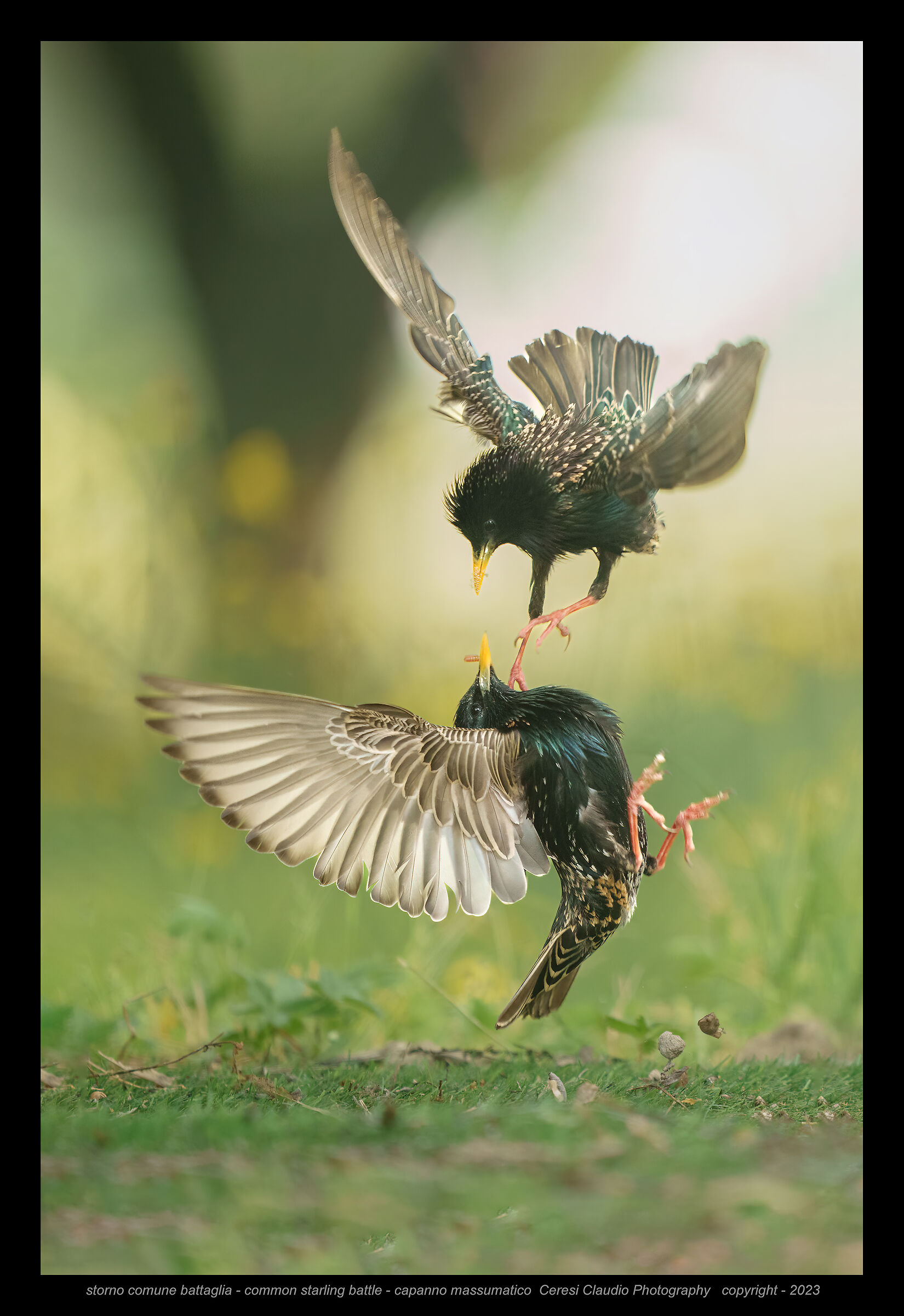 battaglia al capanno massumatico