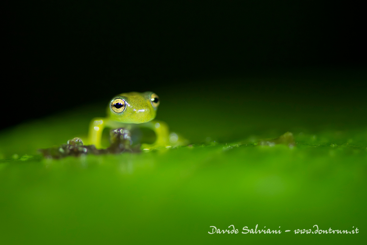Glass frog