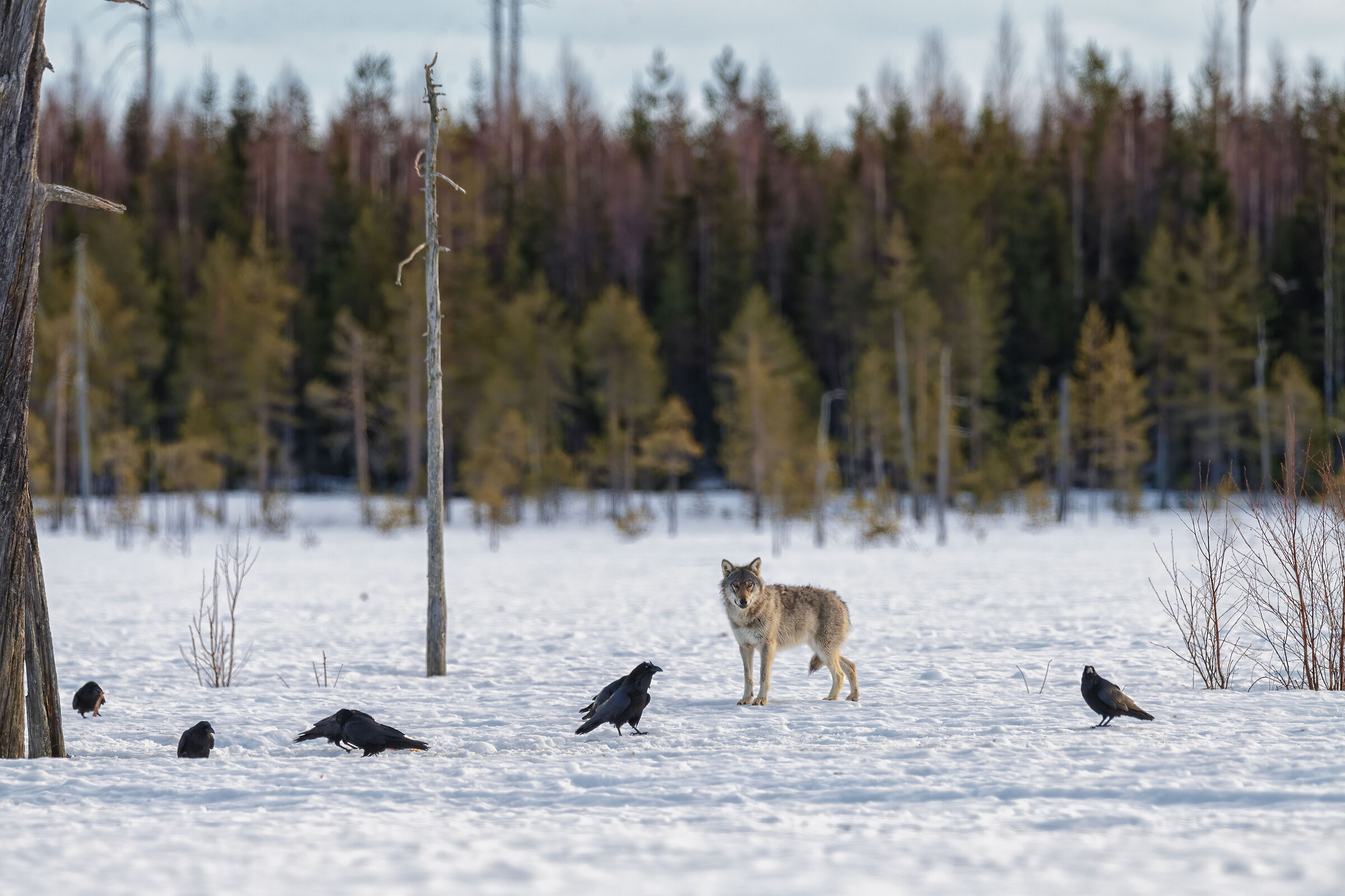 Lone wolf
