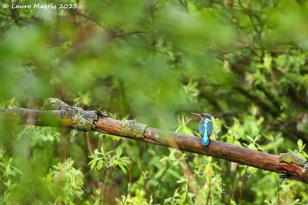 Un turchese tra le fronde