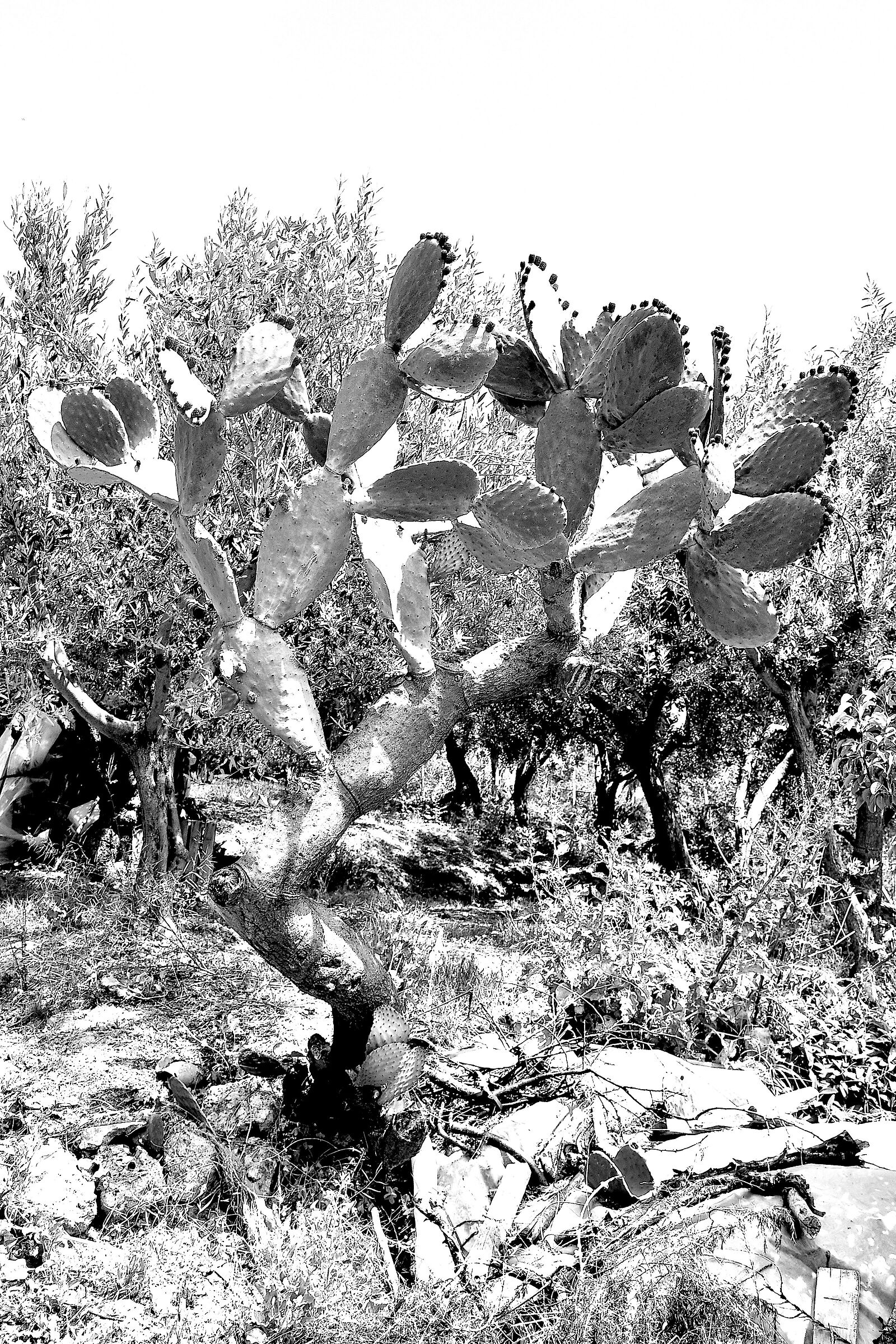 PRICKLY PEAR