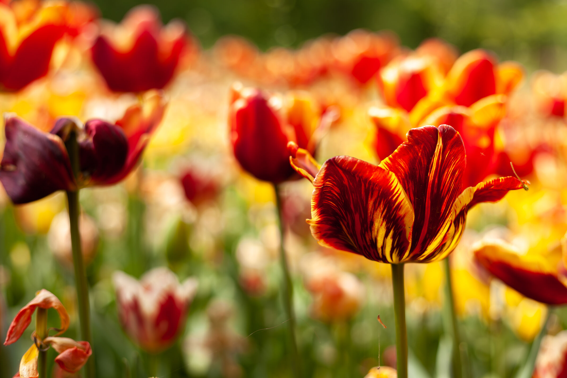 ...ancora tulipani...